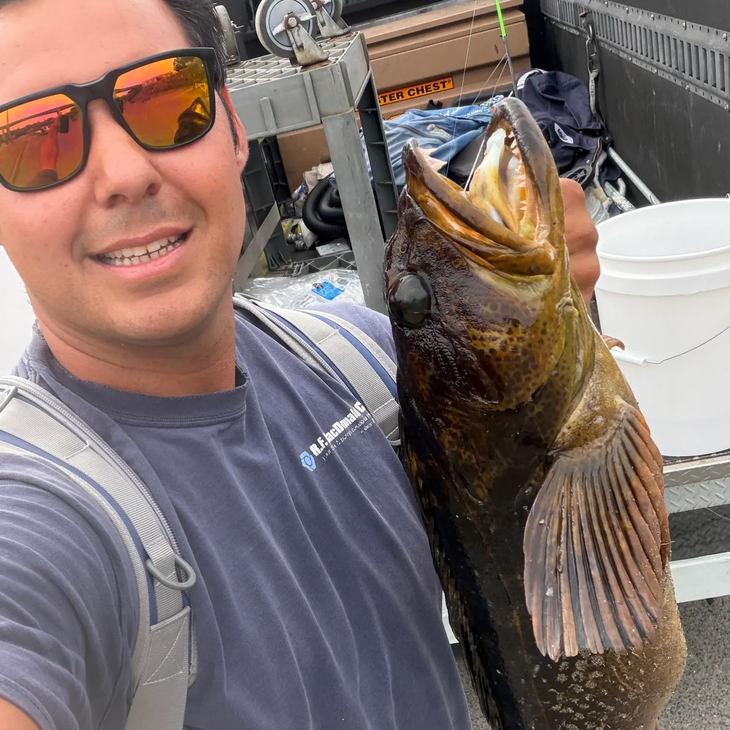 Lingcod caught on Fishbrain