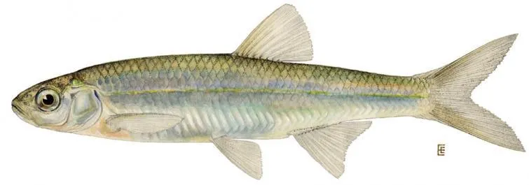 Baitfish
