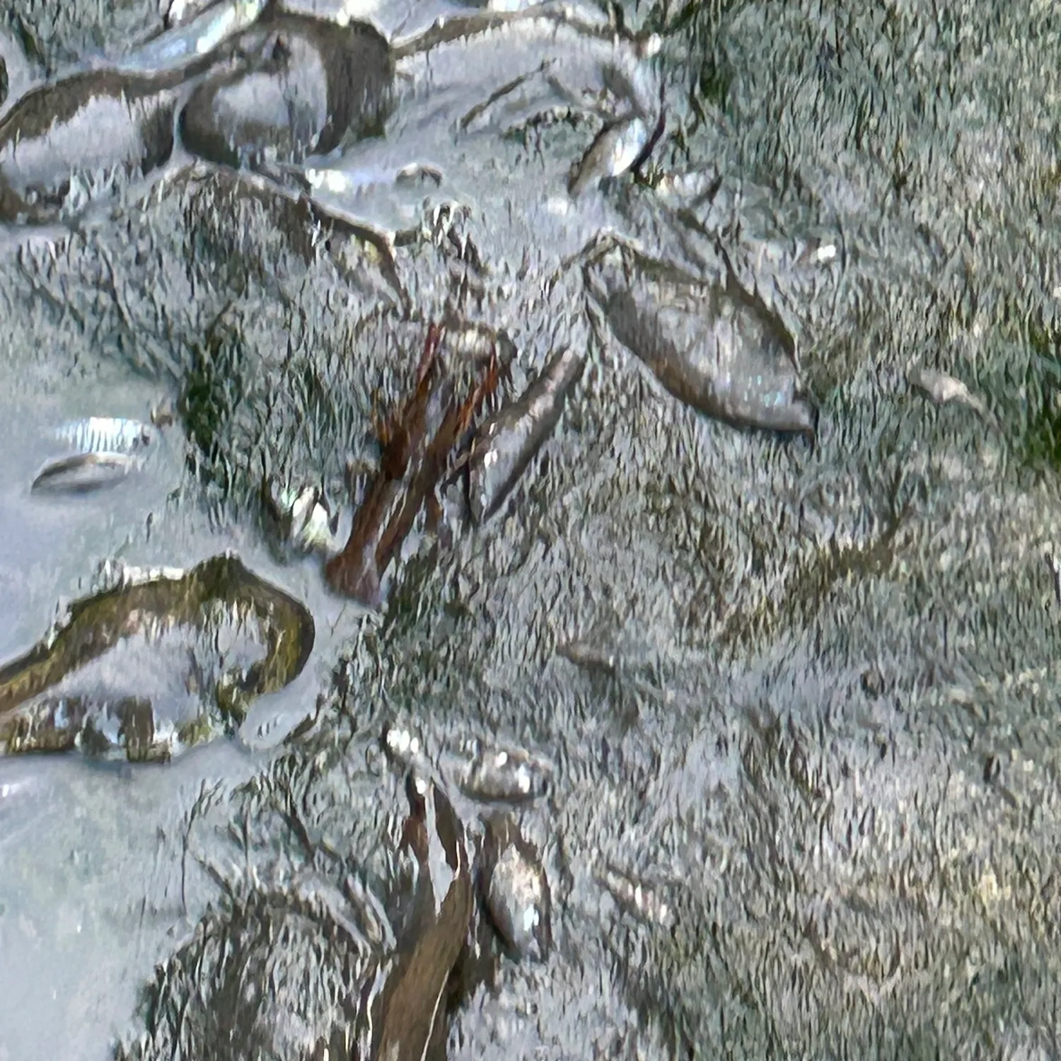 Signal crayfish caught on Fishbrain