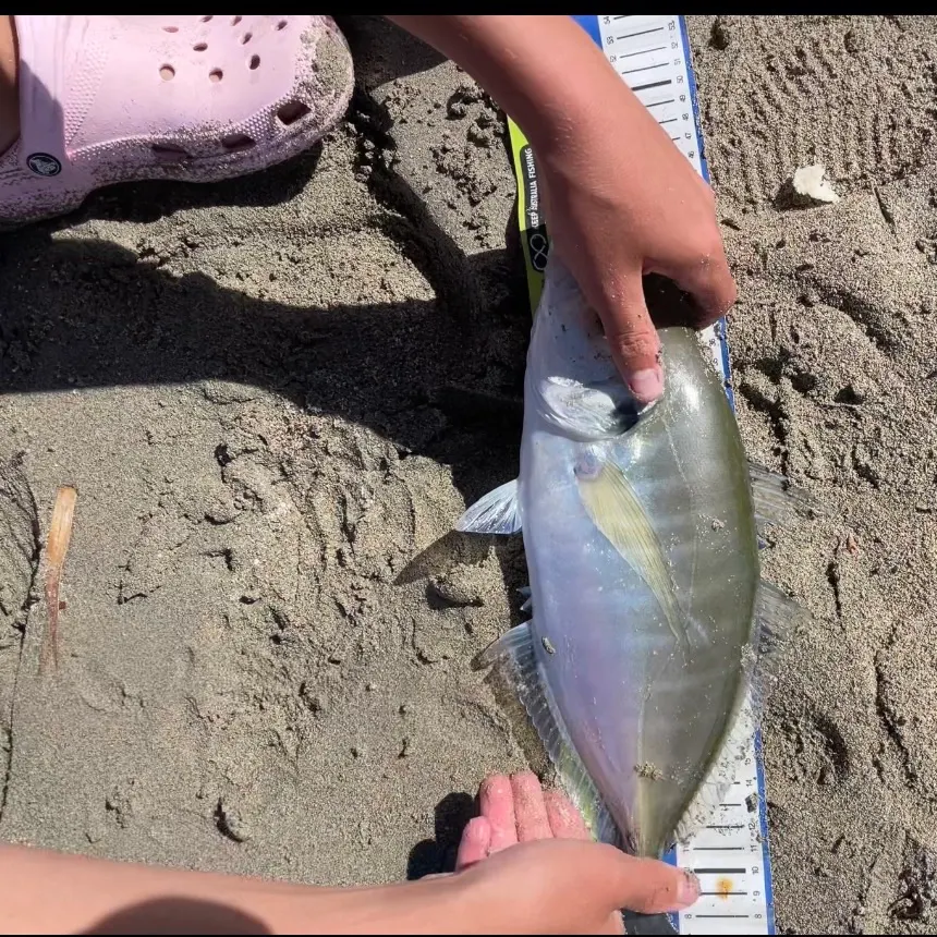 The most recent White trevally catches on Fishbrain