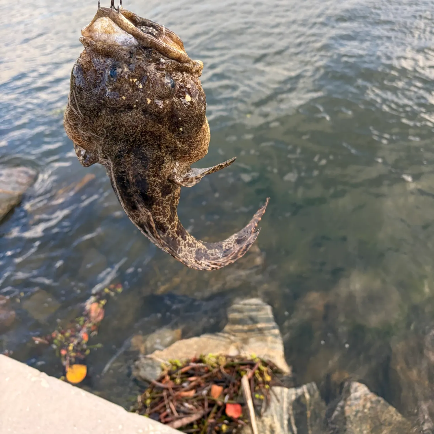 Gulf toadfish caught on Fishbrain