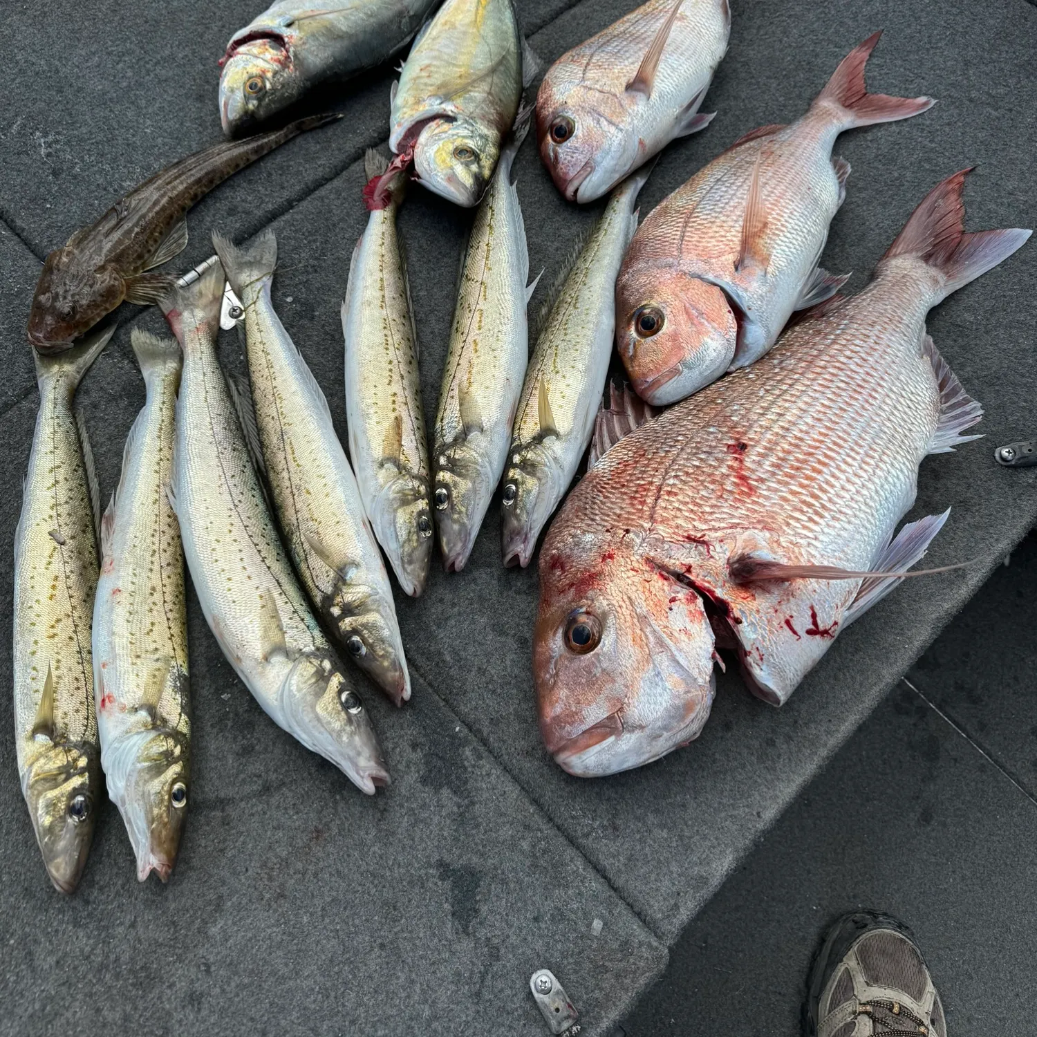 recently logged catches