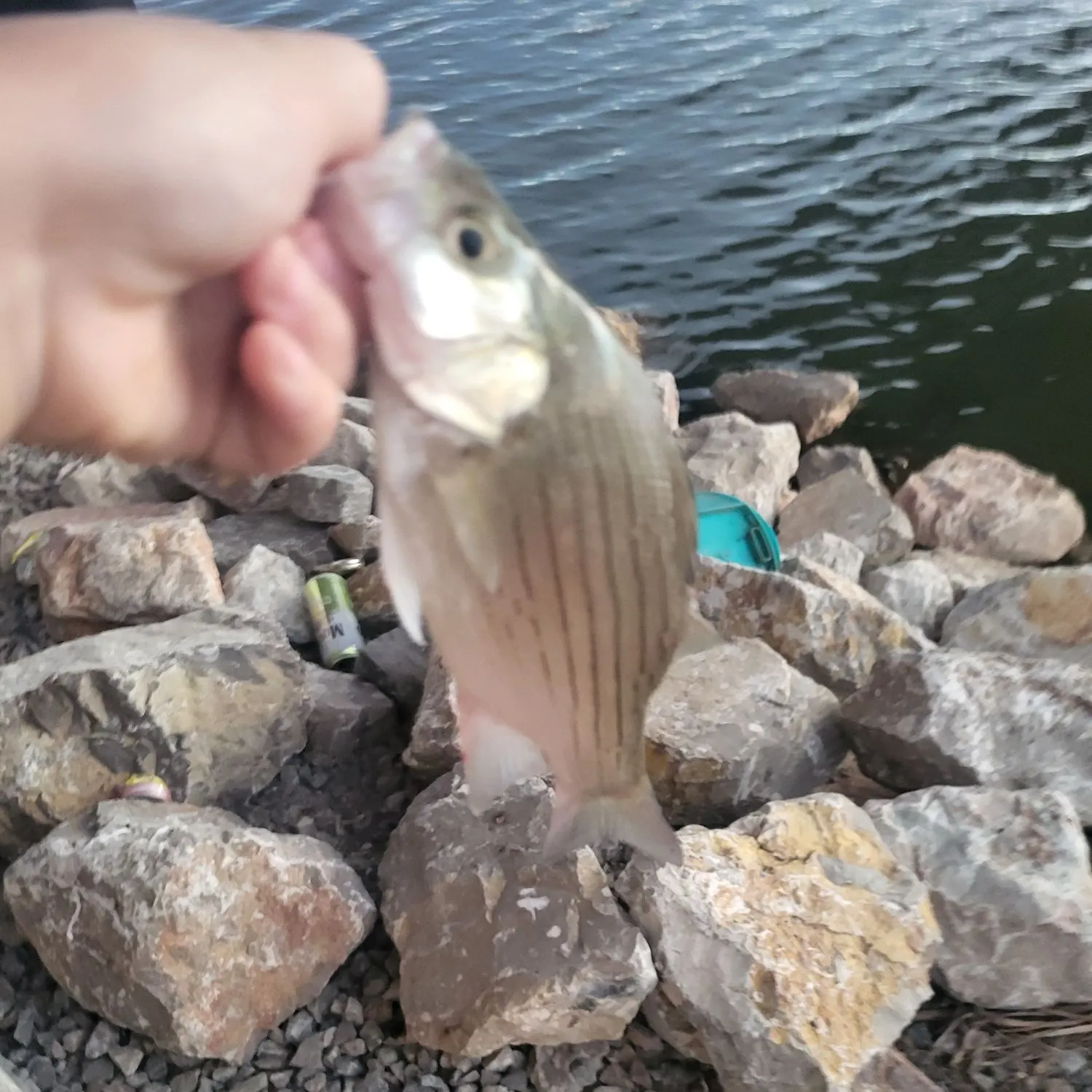 White bass caught on Fishbrain