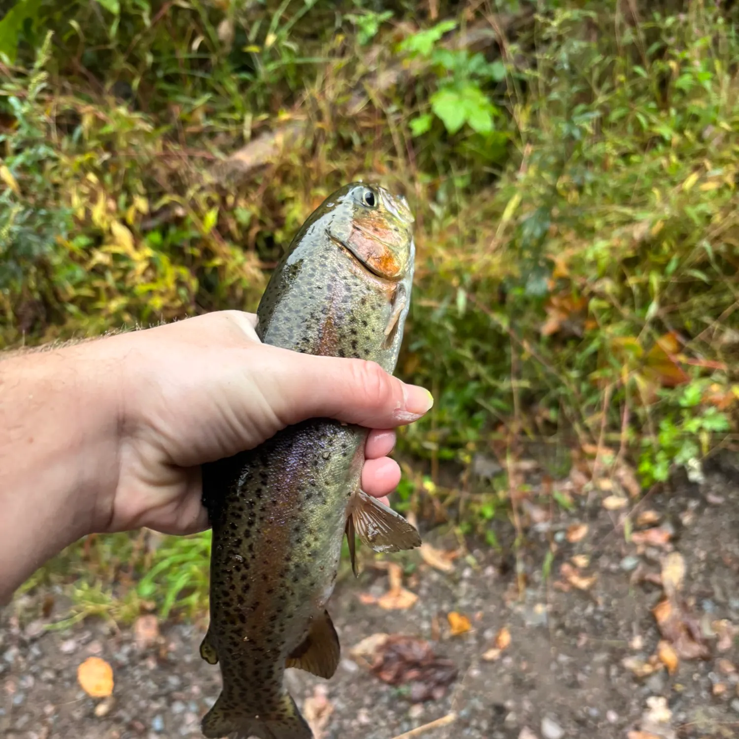 Rainbow trout caught on Fishbrain