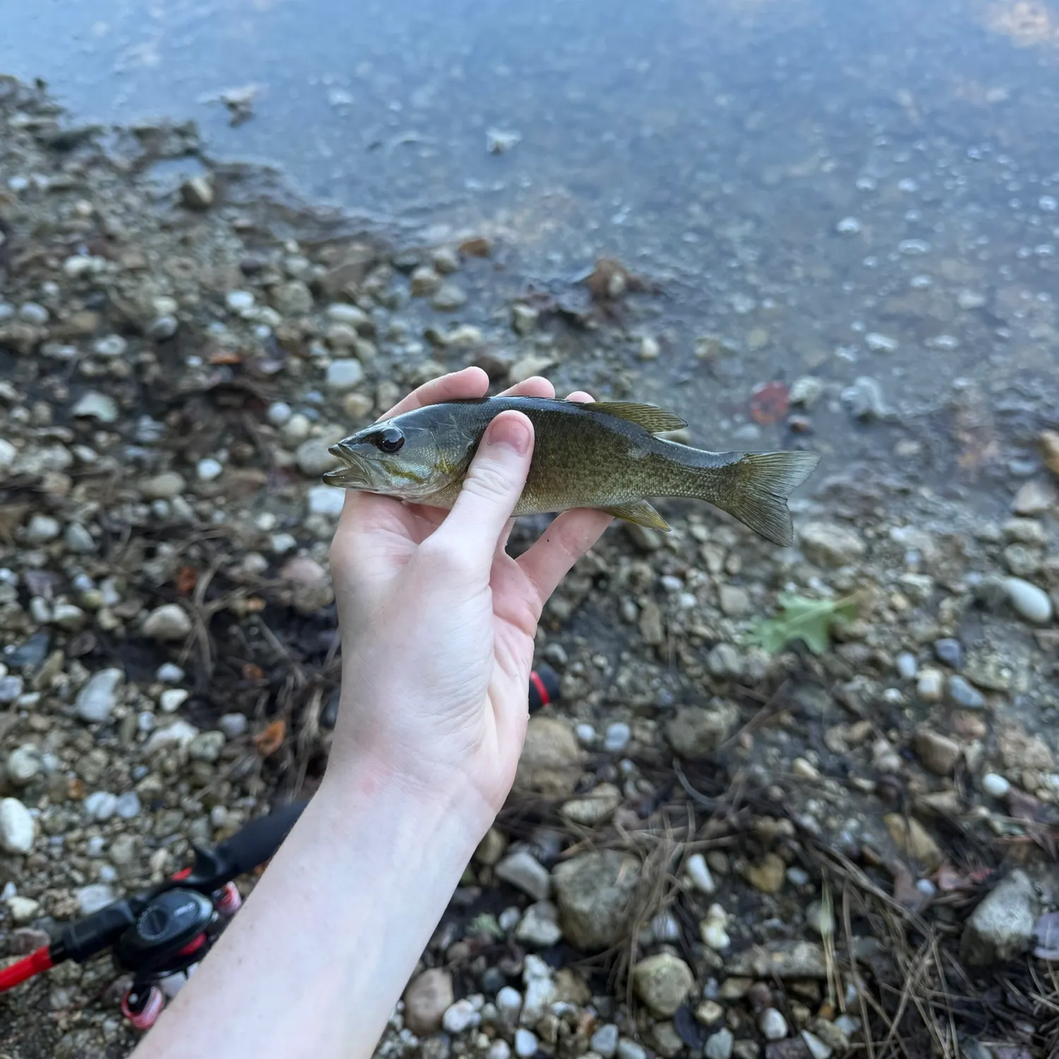 Smallmouth bass caught on Fishbrain