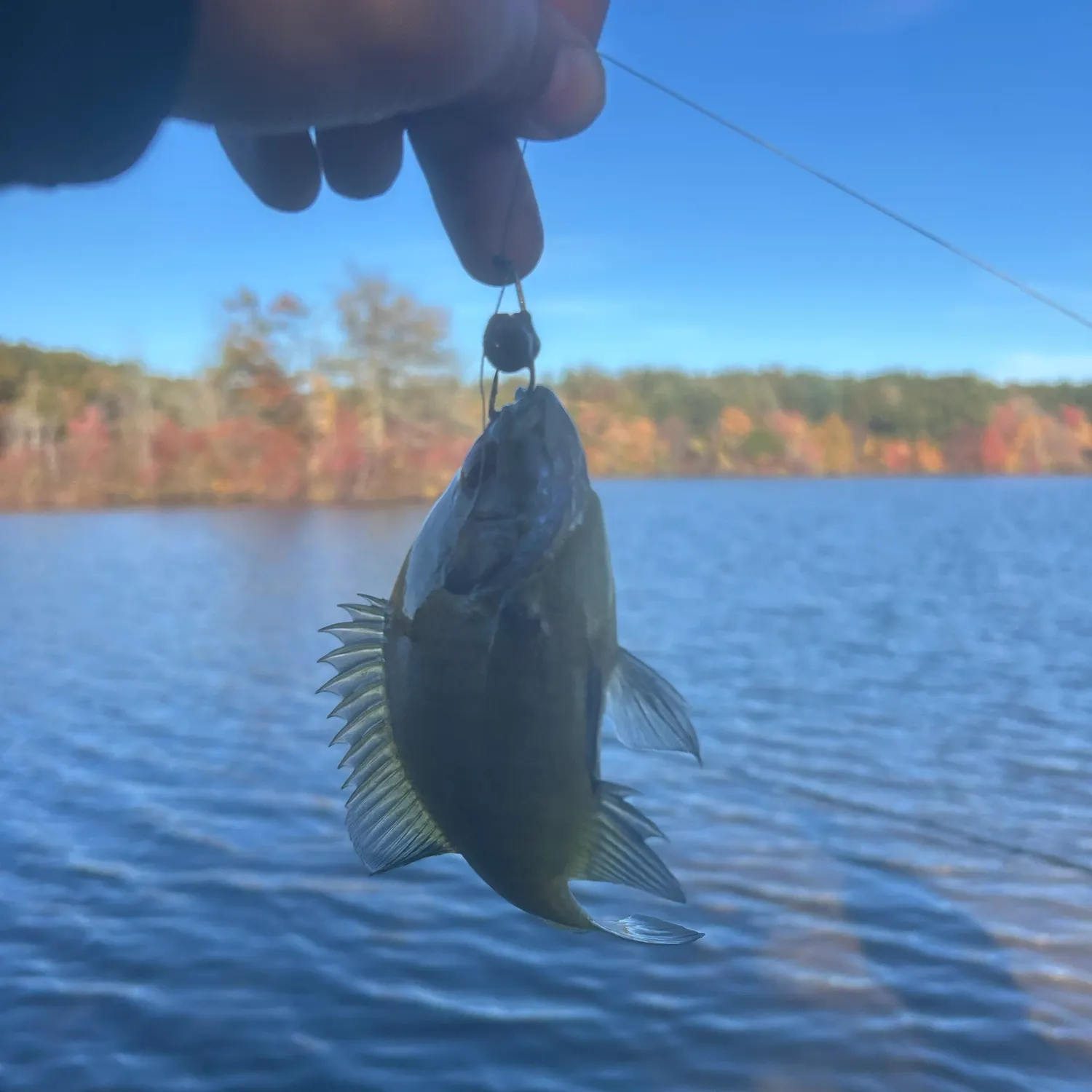 Bluegill caught on Fishbrain