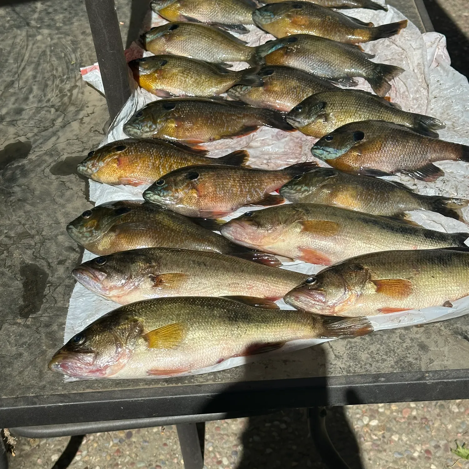 recently logged catches