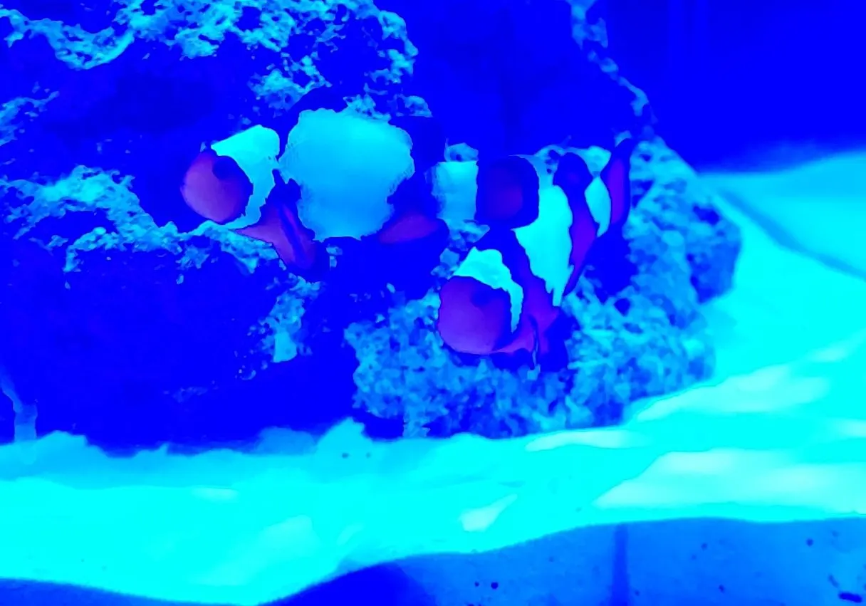 Yellowtail clownfish