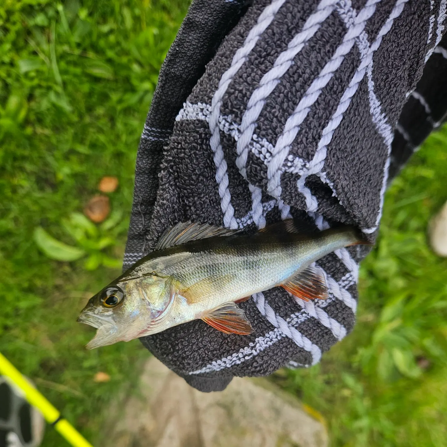 European perch caught on Fishbrain