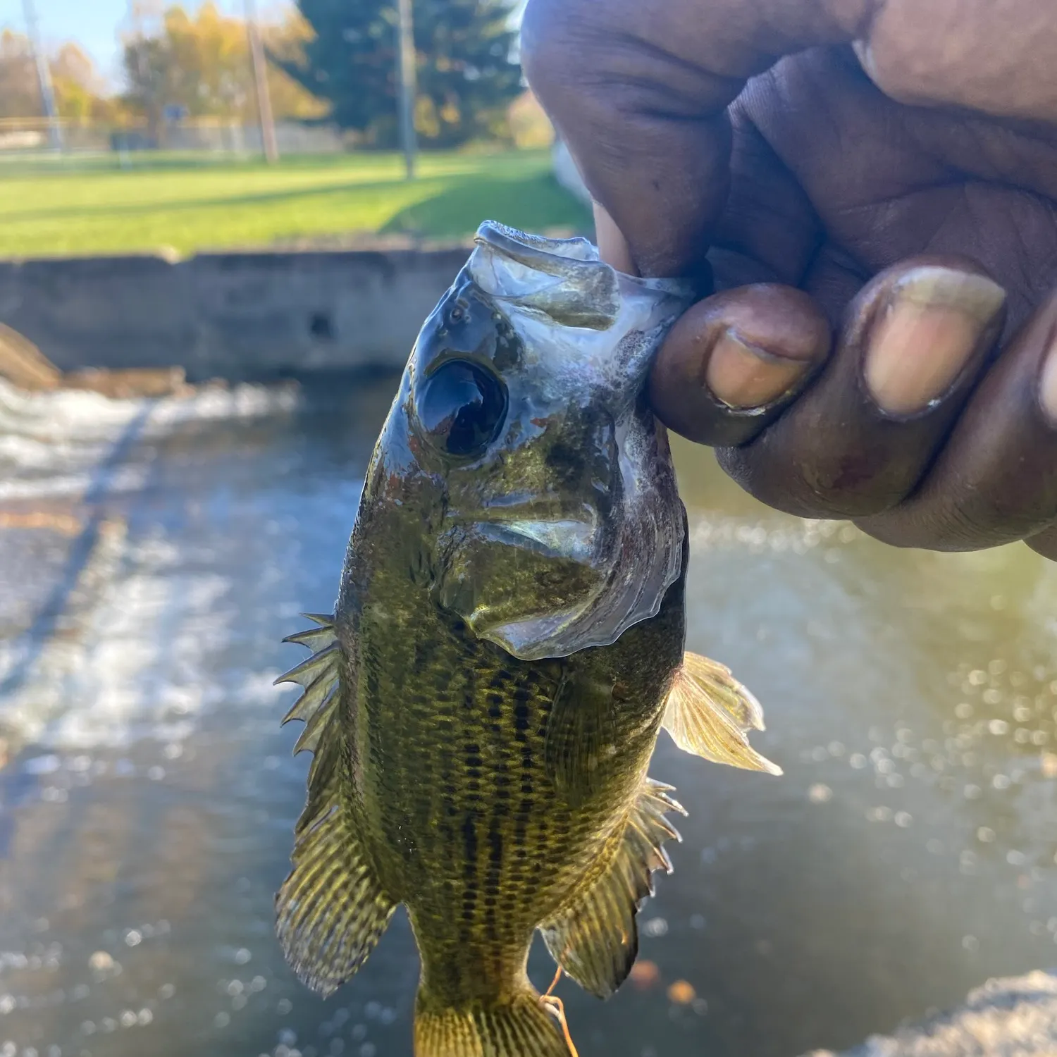 Rock bass caught on Fishbrain