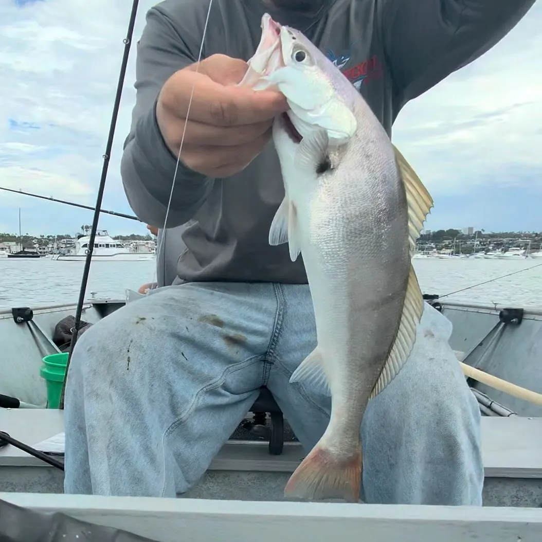 White seabass caught on Fishbrain