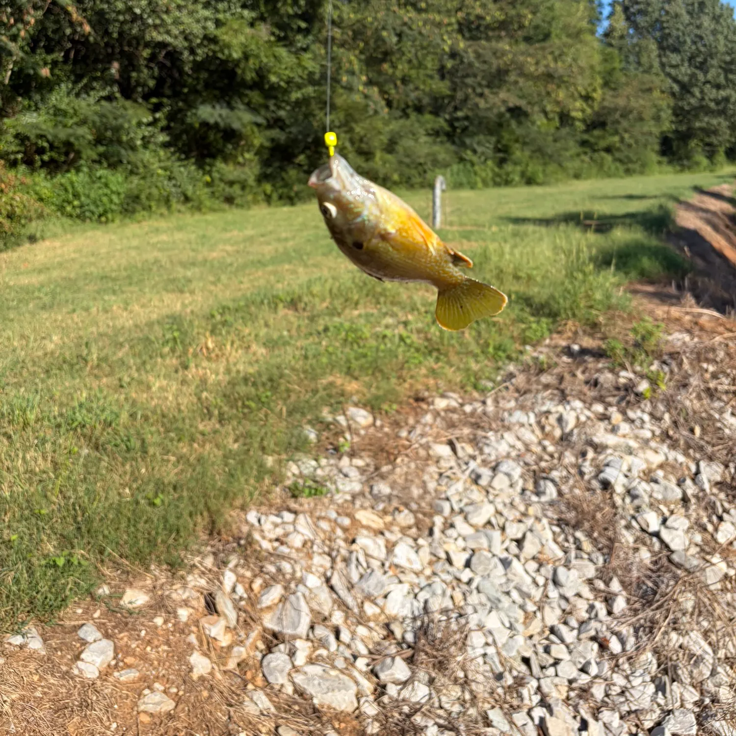 Green sunfish caught on Fishbrain