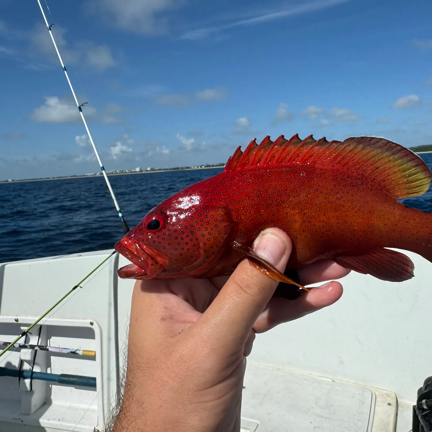 The most popular recent Coney grouper catch on Fishbrain