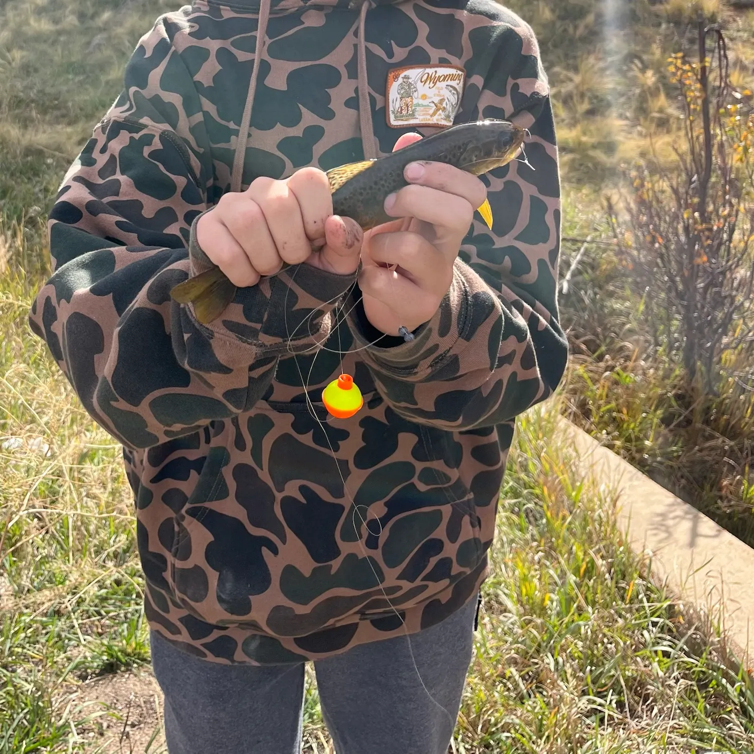 Brown trout caught on Fishbrain