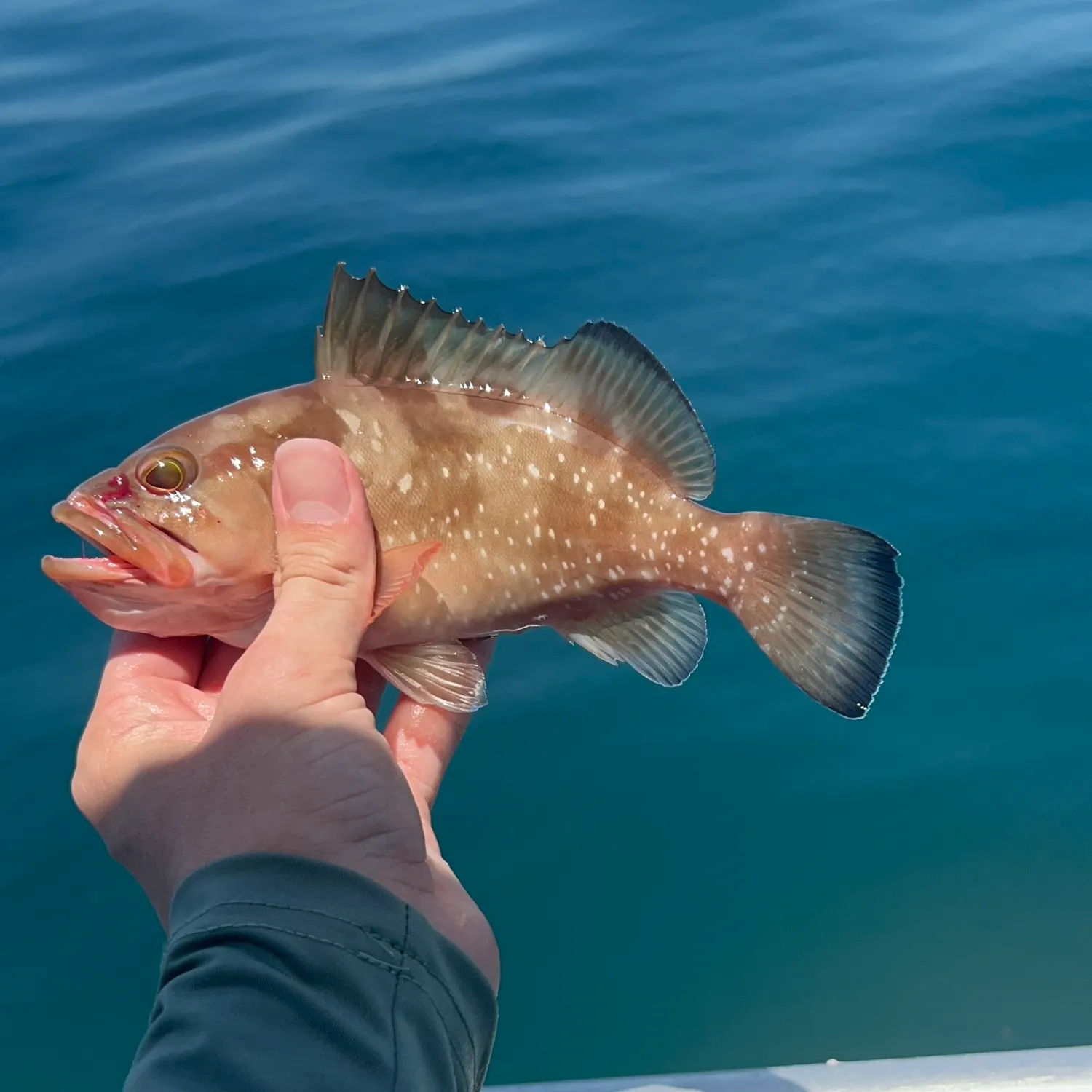 The most recent Red grouper catches on Fishbrain