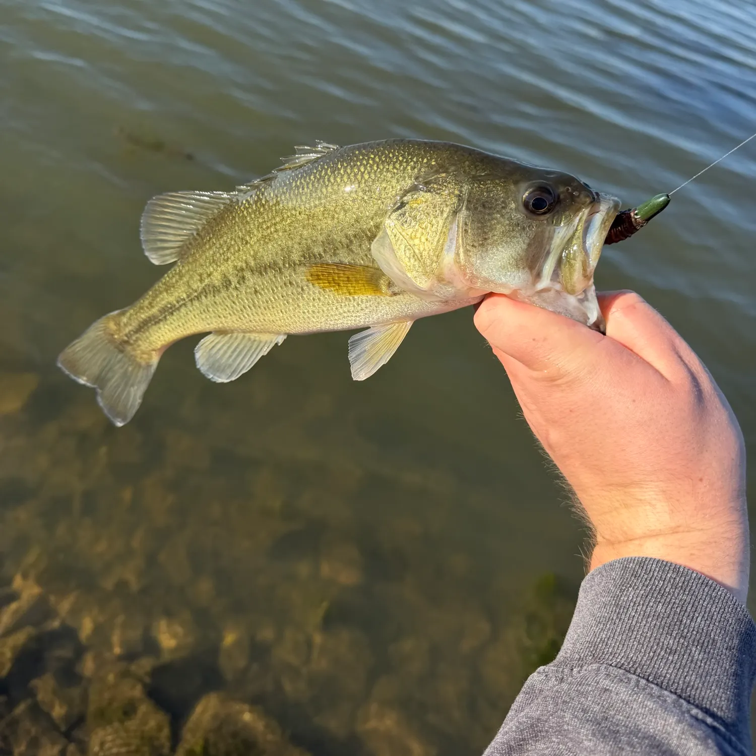 Largemouth bass caught on Fishbrain
