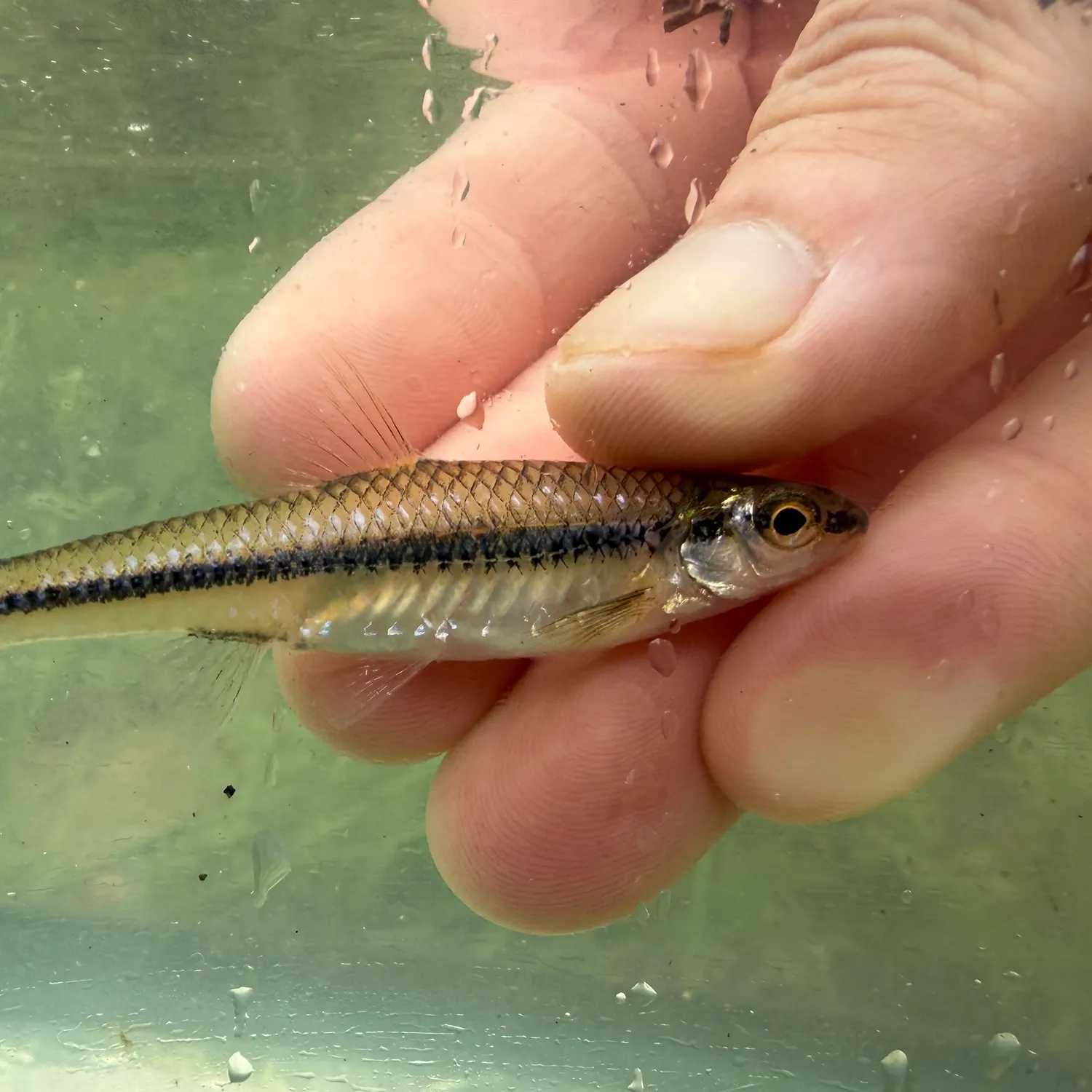 The most recent Swallowtail shiner catches on Fishbrain