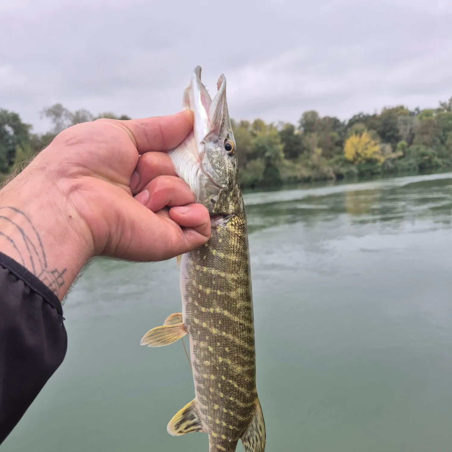 Northern pike caught on Fishbrain