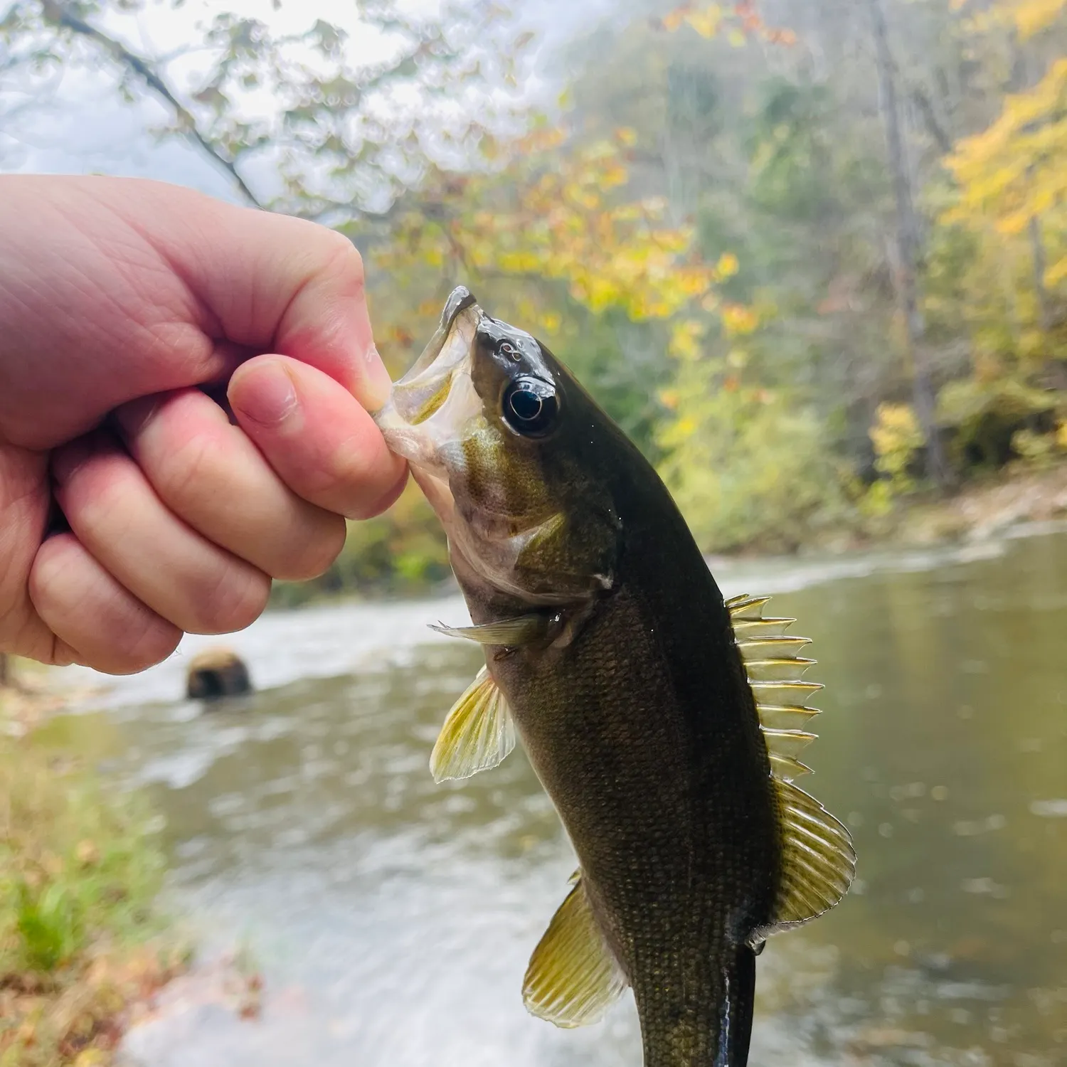 Smallmouth bass caught on Fishbrain
