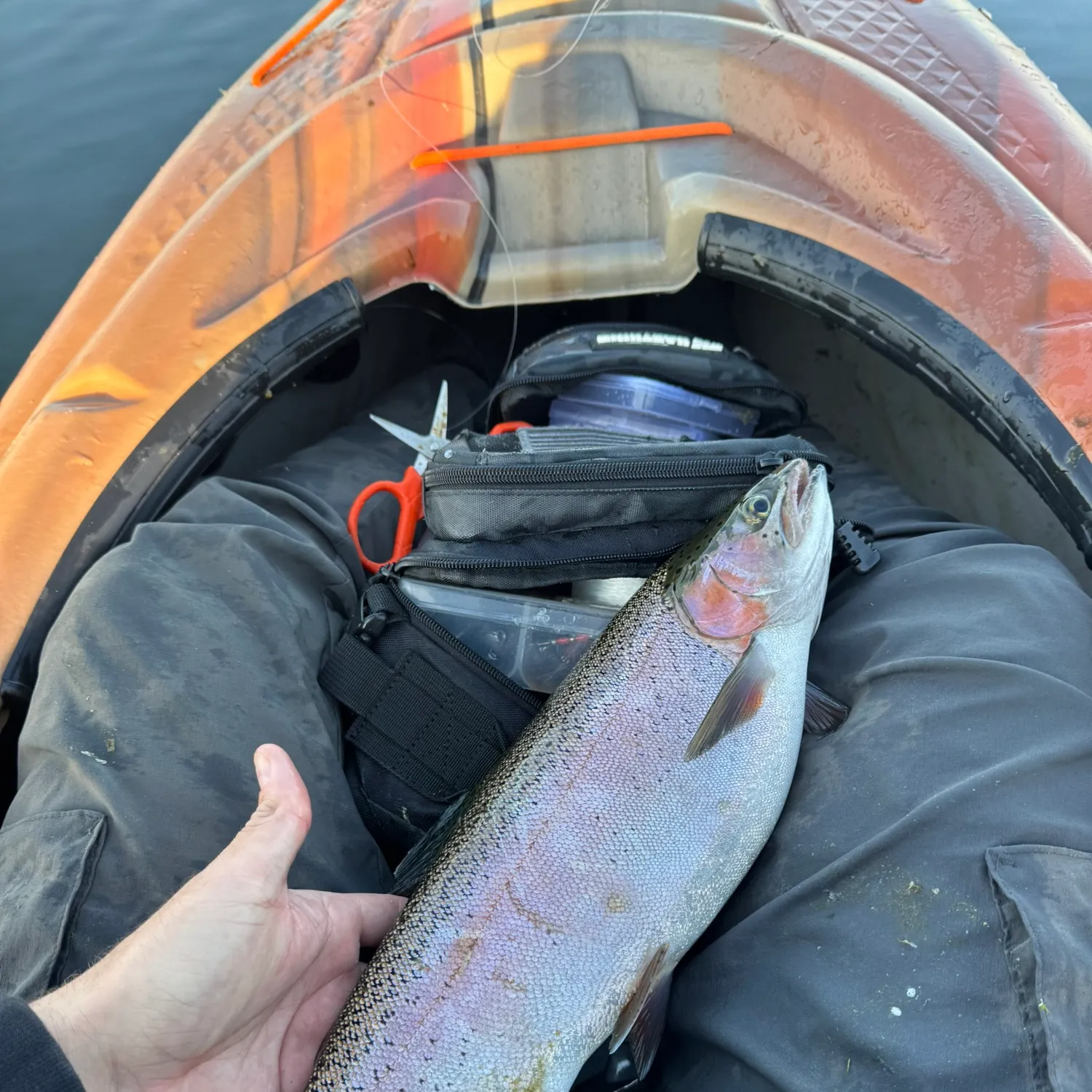 Steelhead caught on Fishbrain