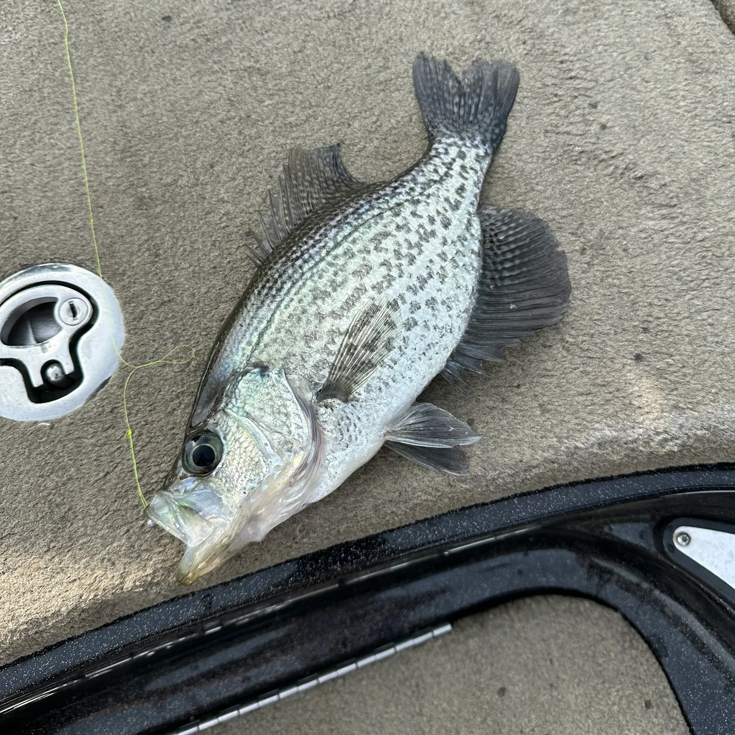 Black crappie caught on Fishbrain