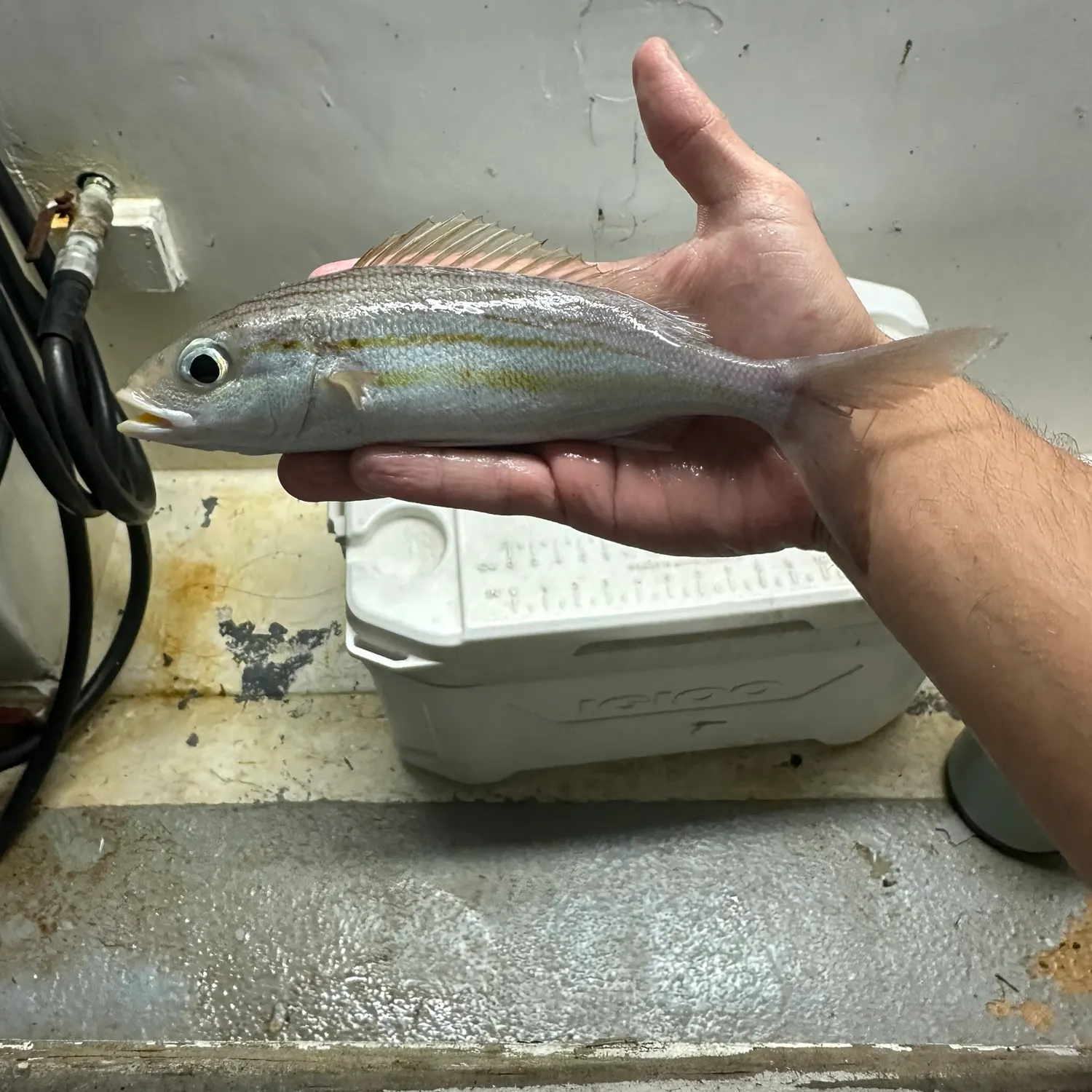 The most recent Striped grunt catches on Fishbrain