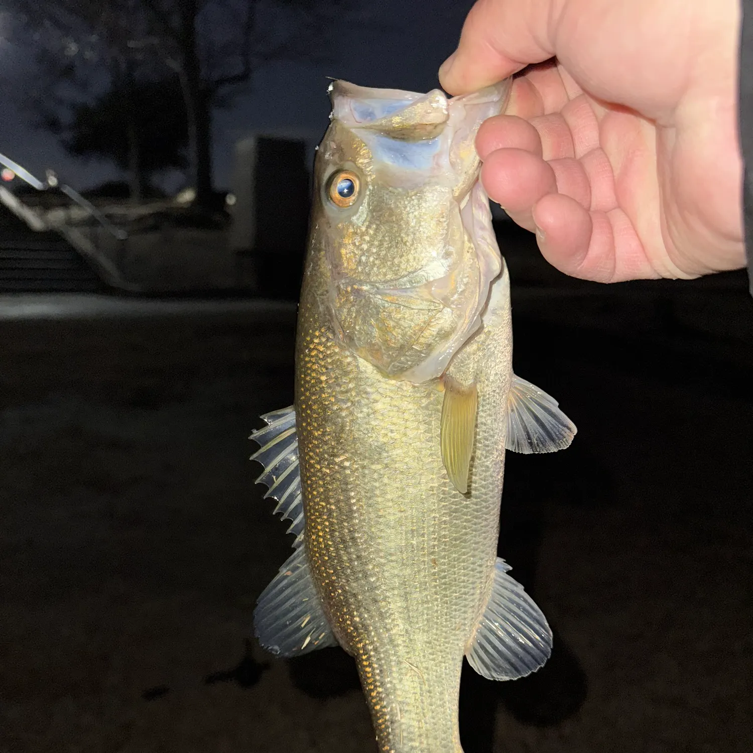 The most recent Largemouth bass catches on Fishbrain