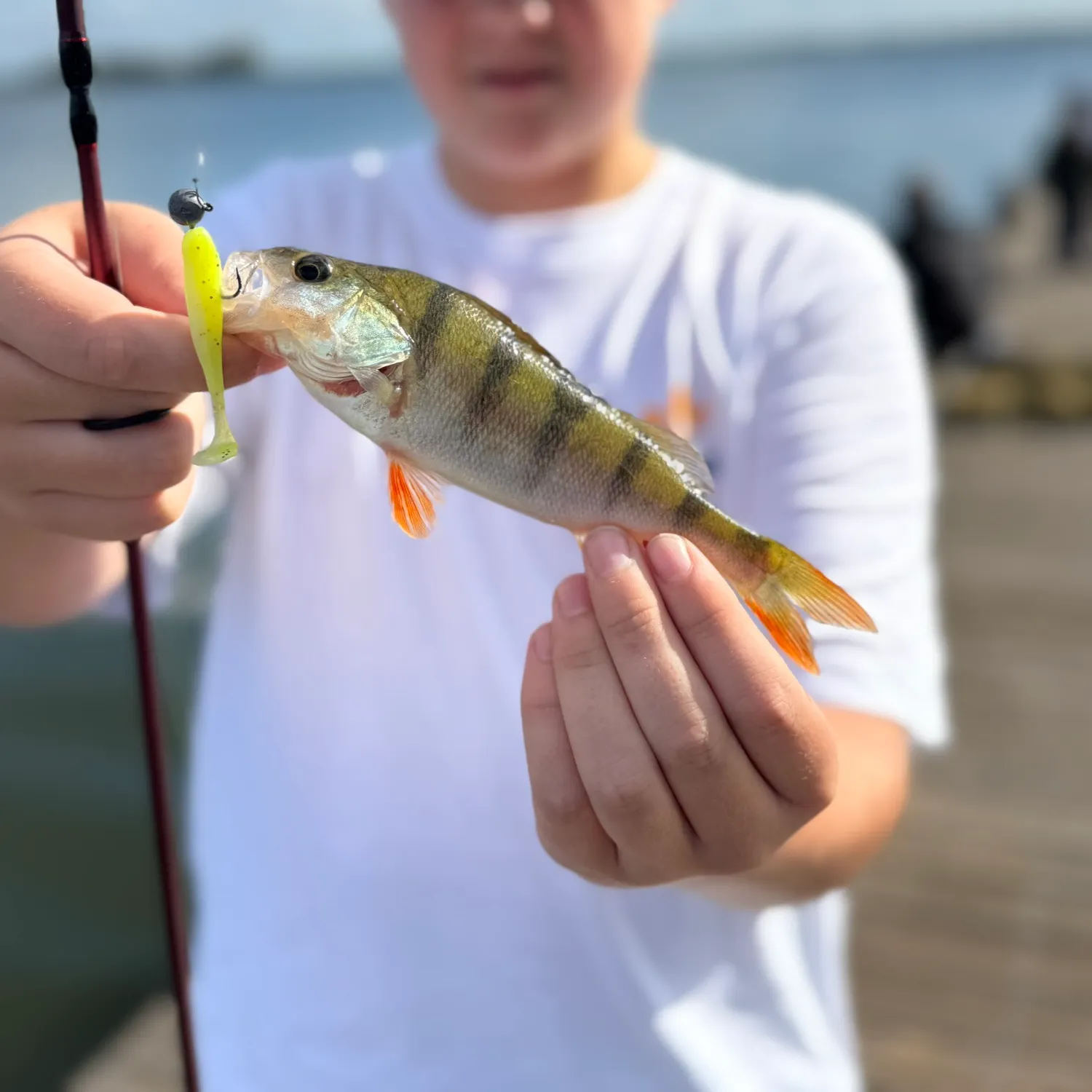 European perch caught on Fishbrain