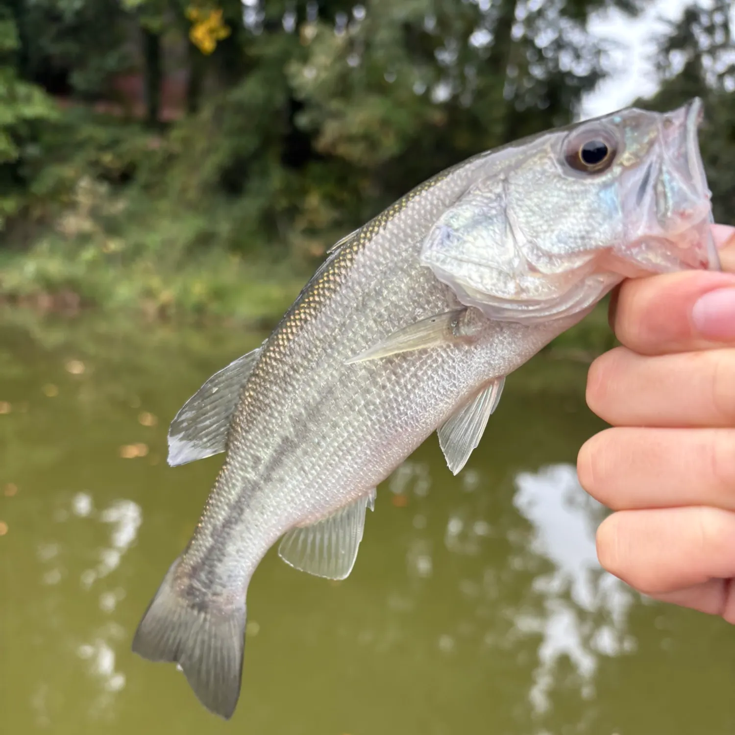 Fish caught on Fishbrain