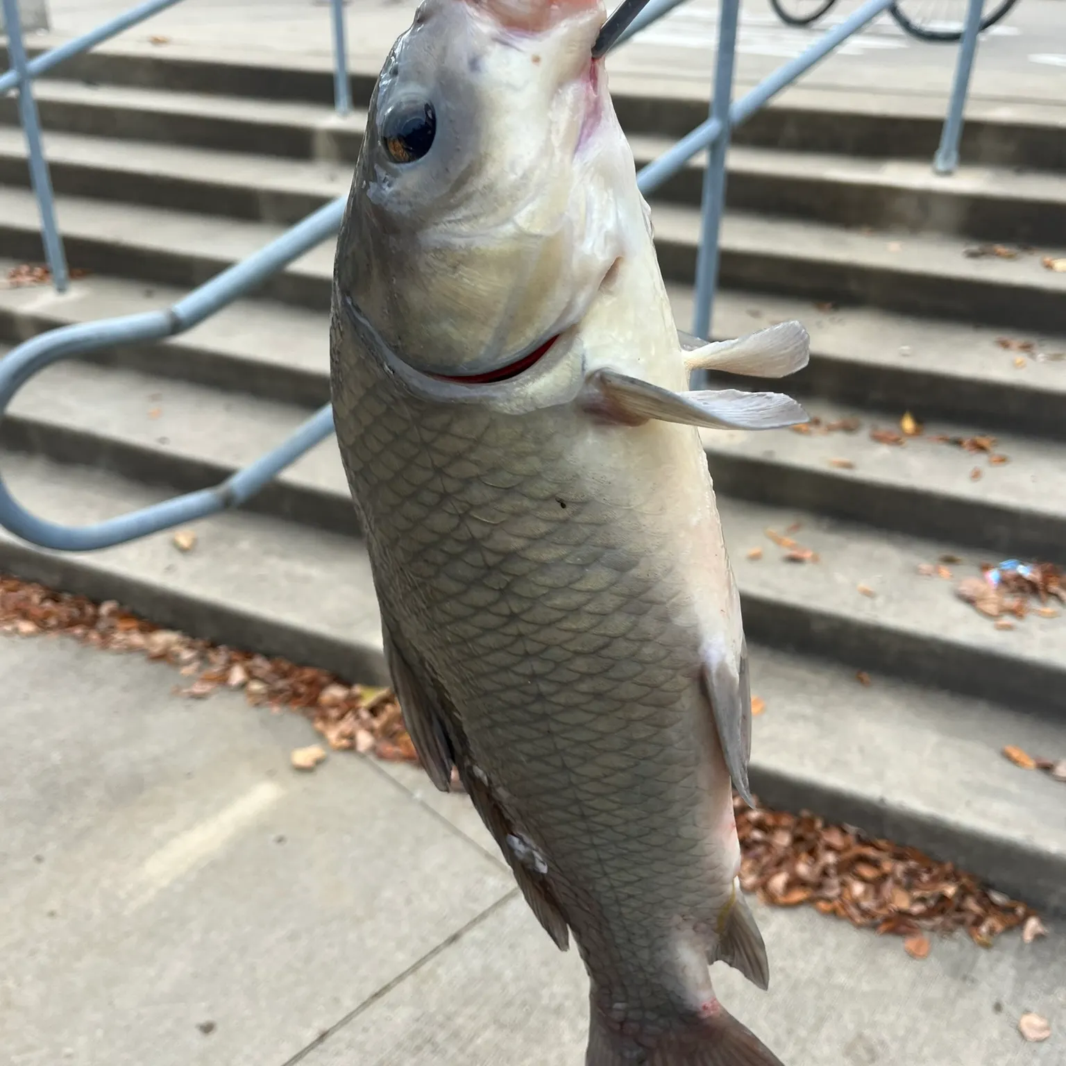 The most recent Black buffalo catches on Fishbrain