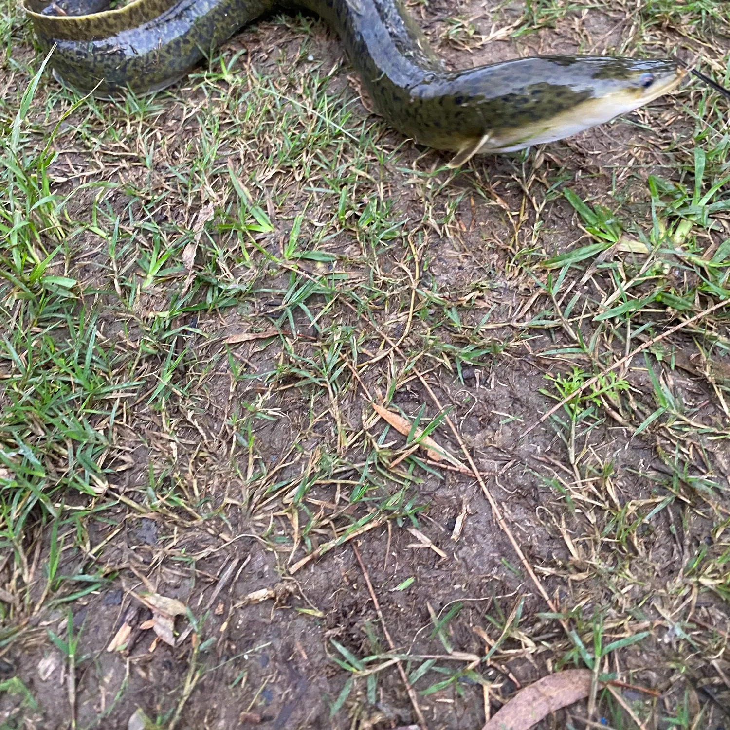 The most recent Speckled longfin eel catches on Fishbrain