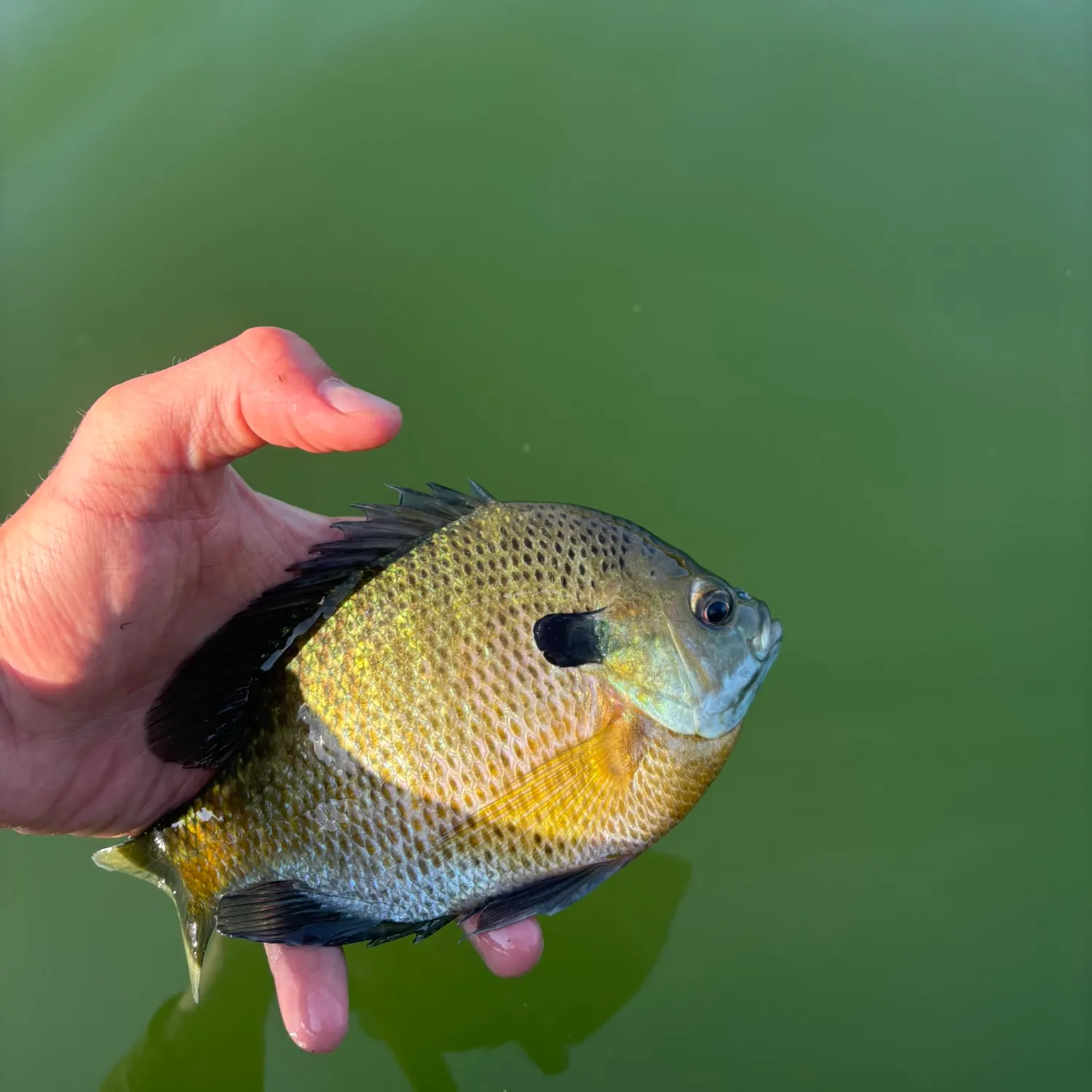 Bluegill caught on Fishbrain
