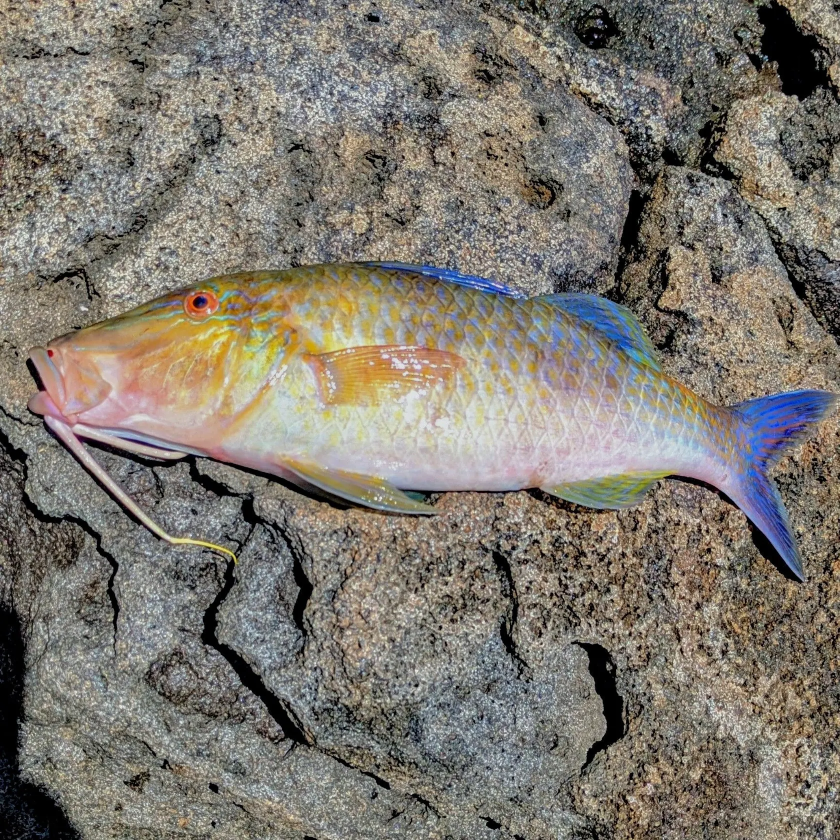 The most recent Goldsaddle goatfish catches on Fishbrain