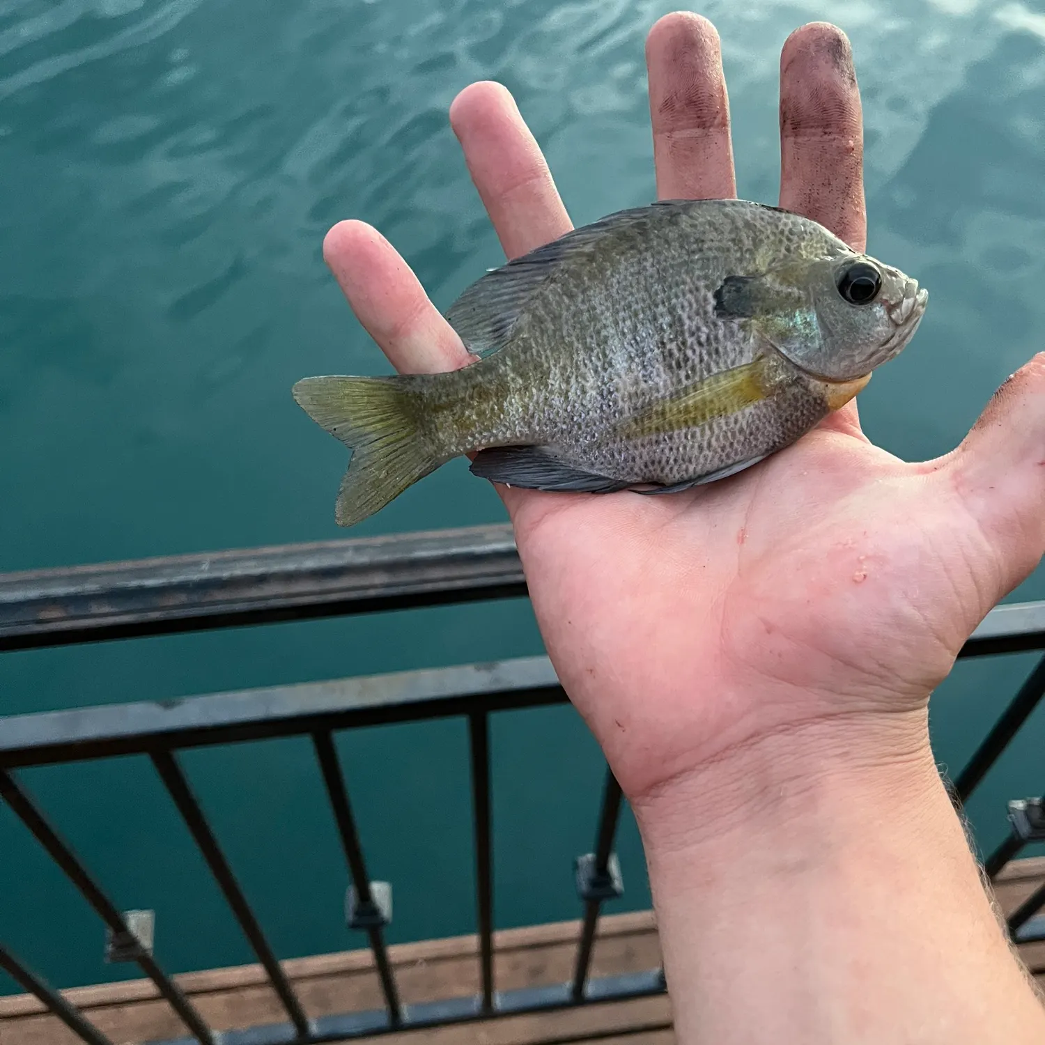 Bluegill caught on Fishbrain