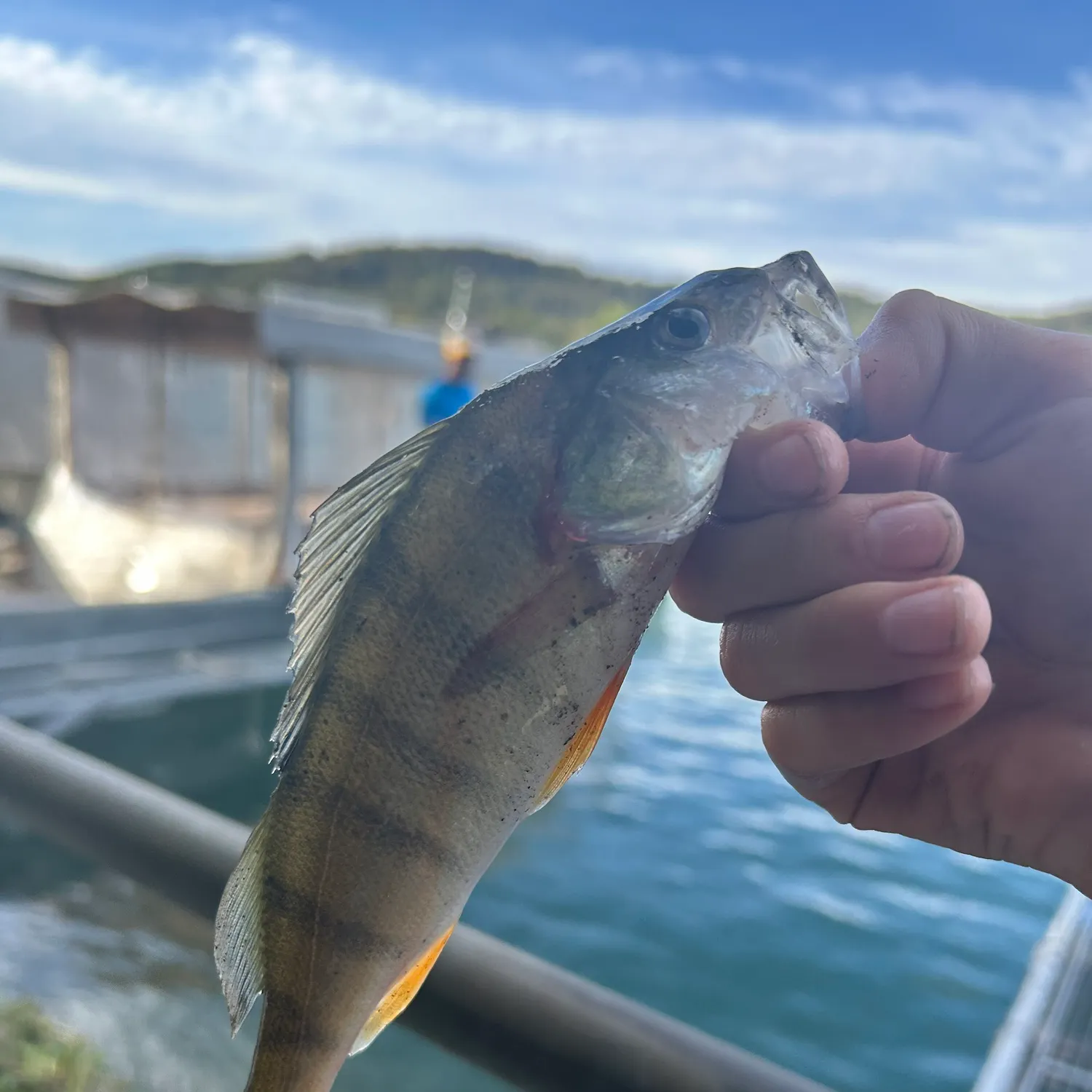 European perch caught on Fishbrain
