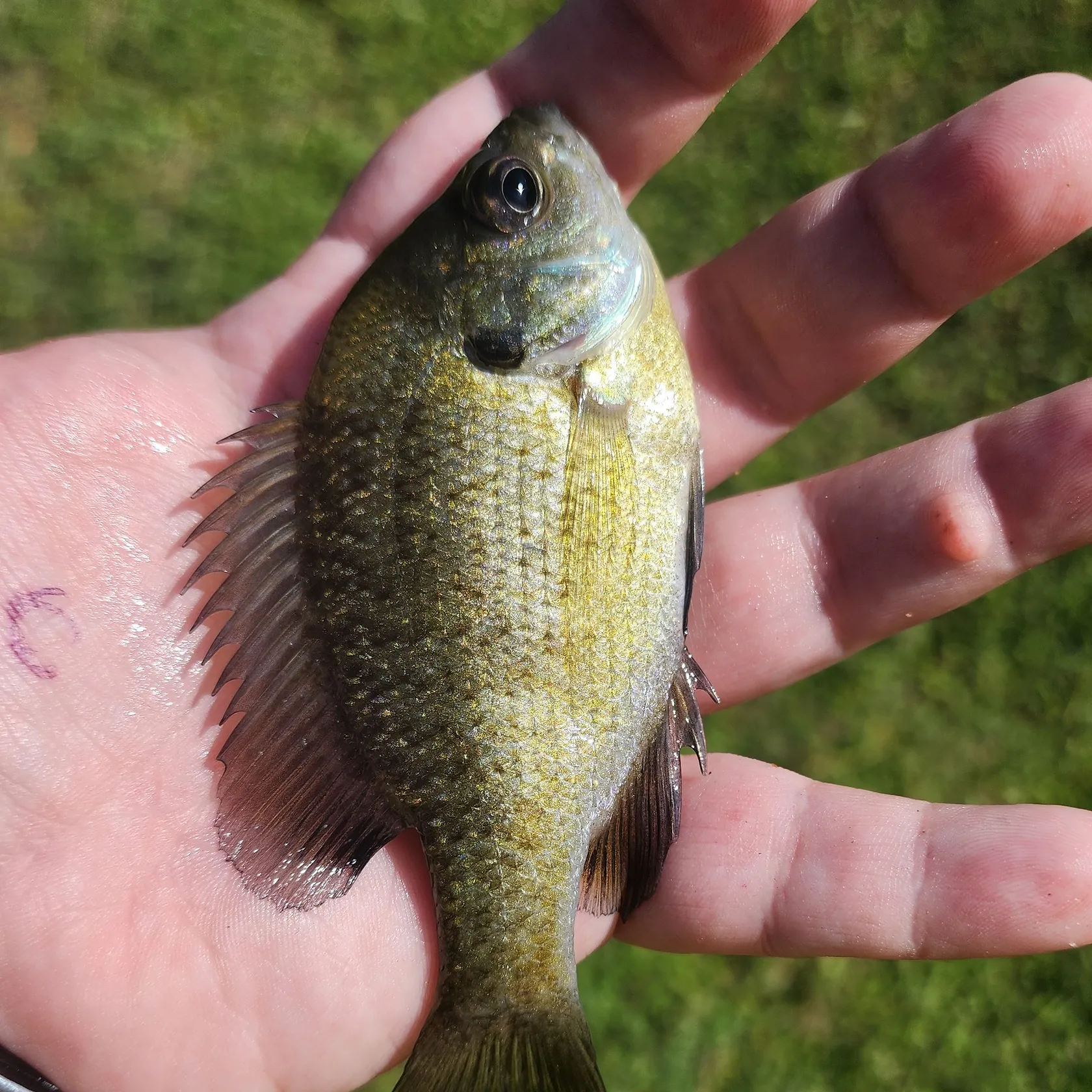 Bluegill caught on Fishbrain