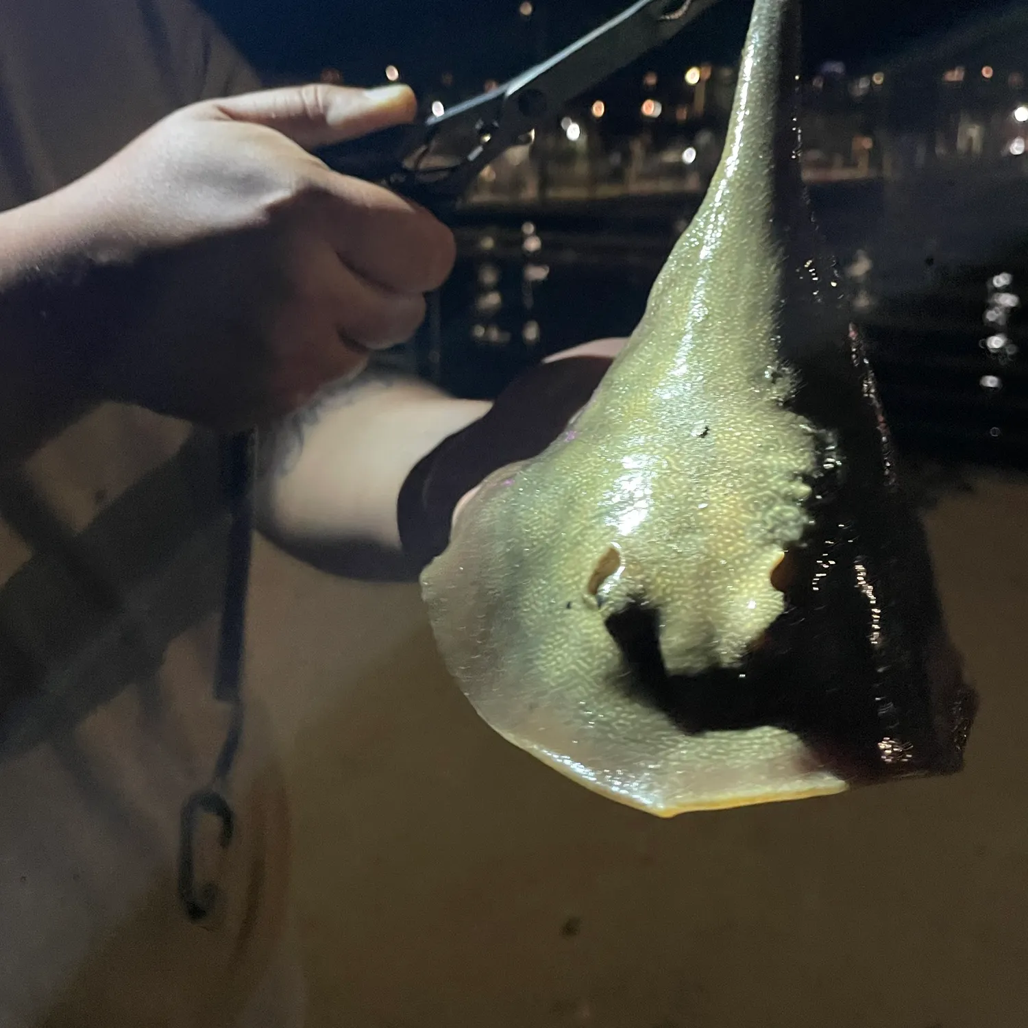 The most recent Haller's round ray catches on Fishbrain