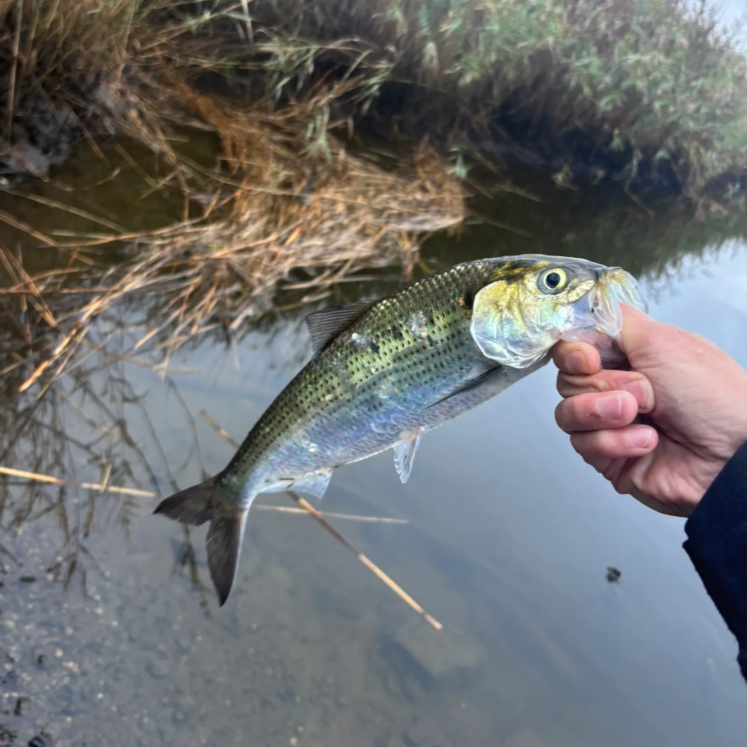 American shad caught on Fishbrain