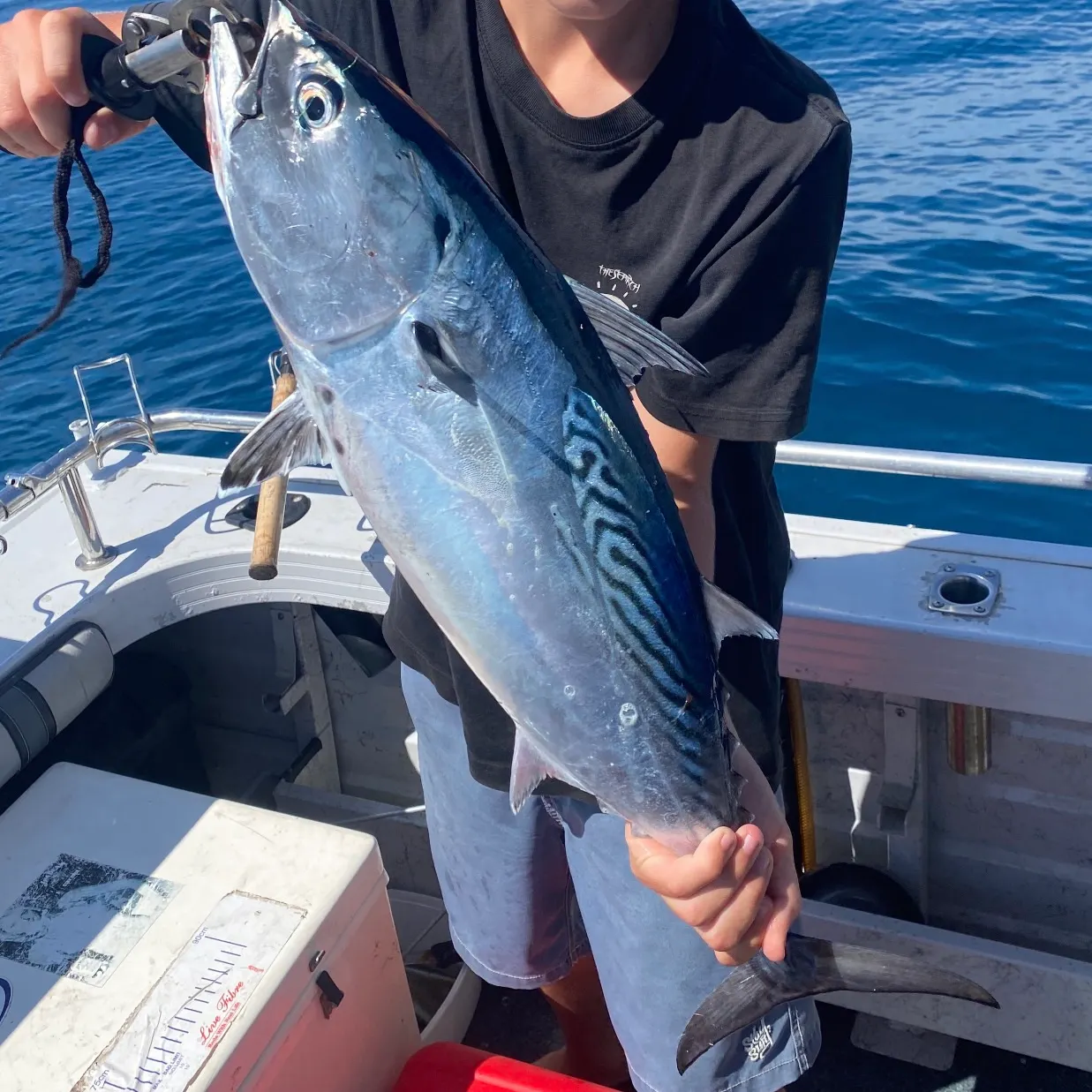 The most recent Kawakawa catches on Fishbrain