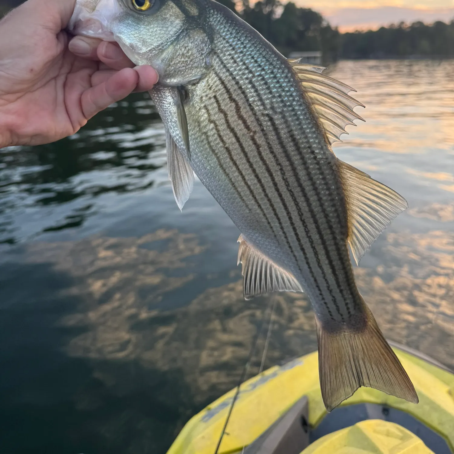 Striped bass caught on Fishbrain