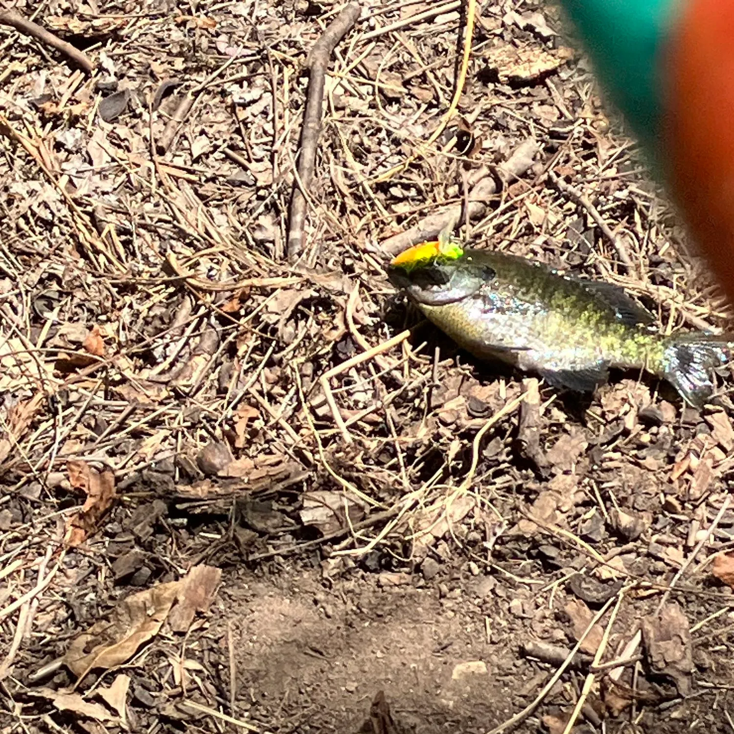 Greengill hybrid caught on Fishbrain