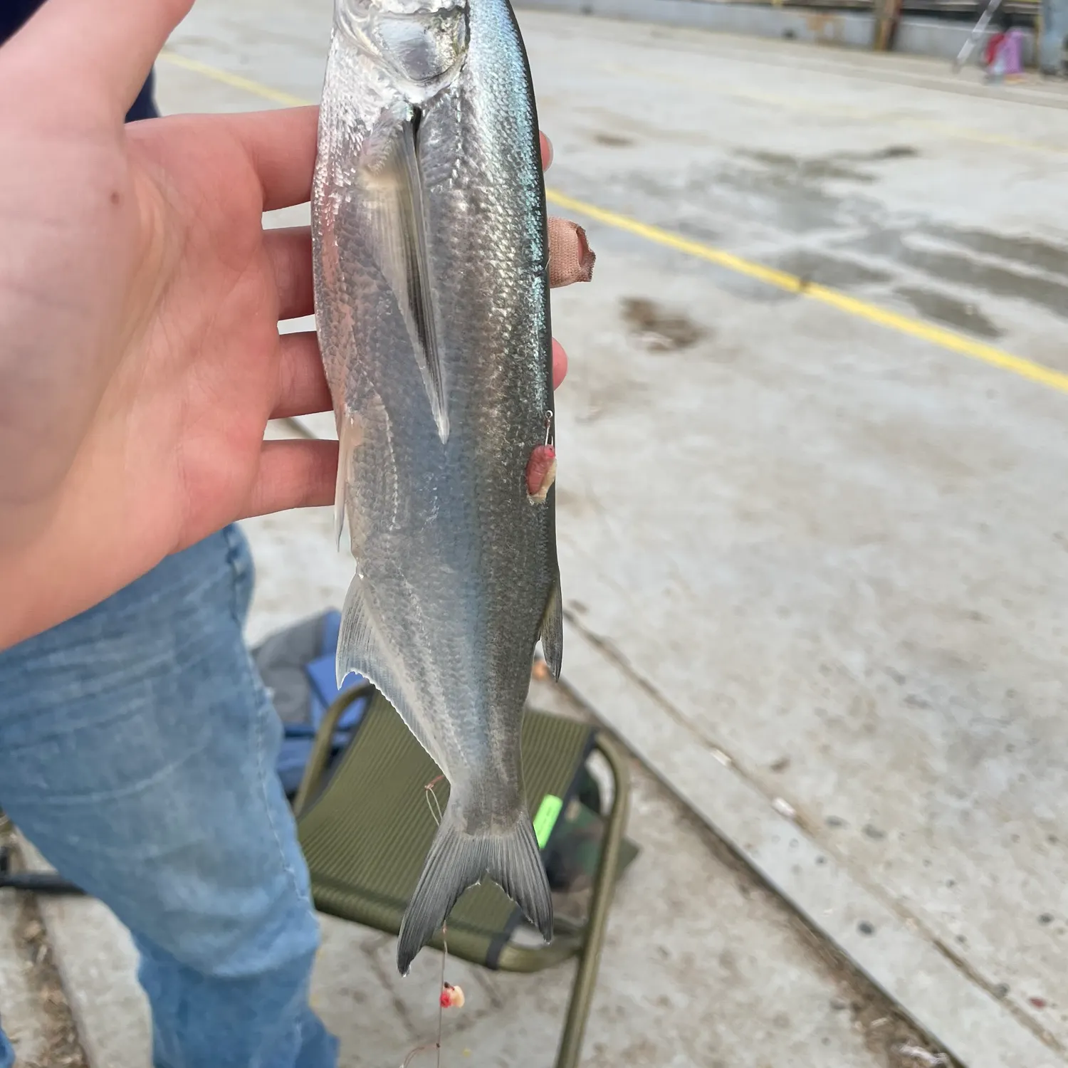 The most recent Sablefish catches on Fishbrain