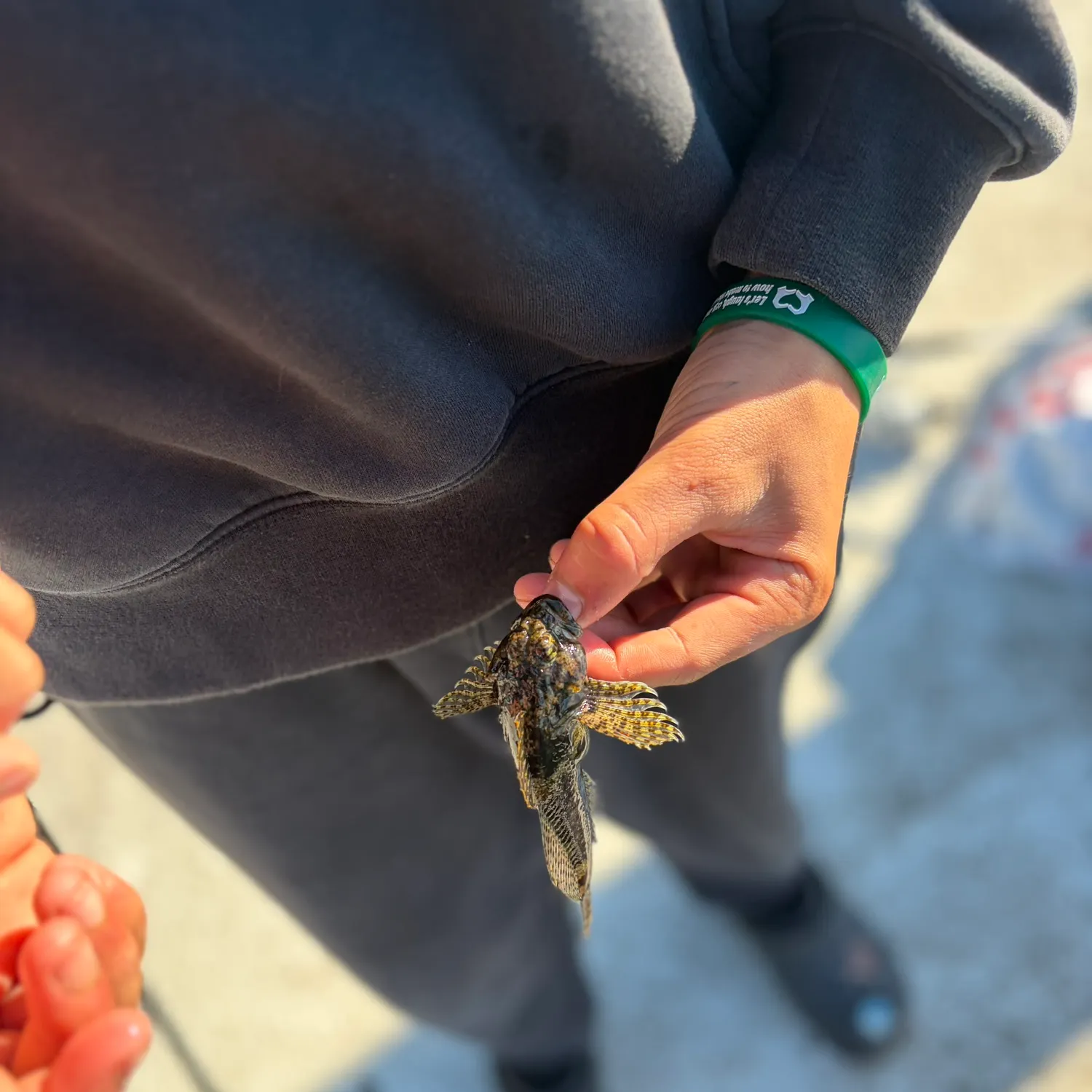 The most recent Woolly sculpin catches on Fishbrain