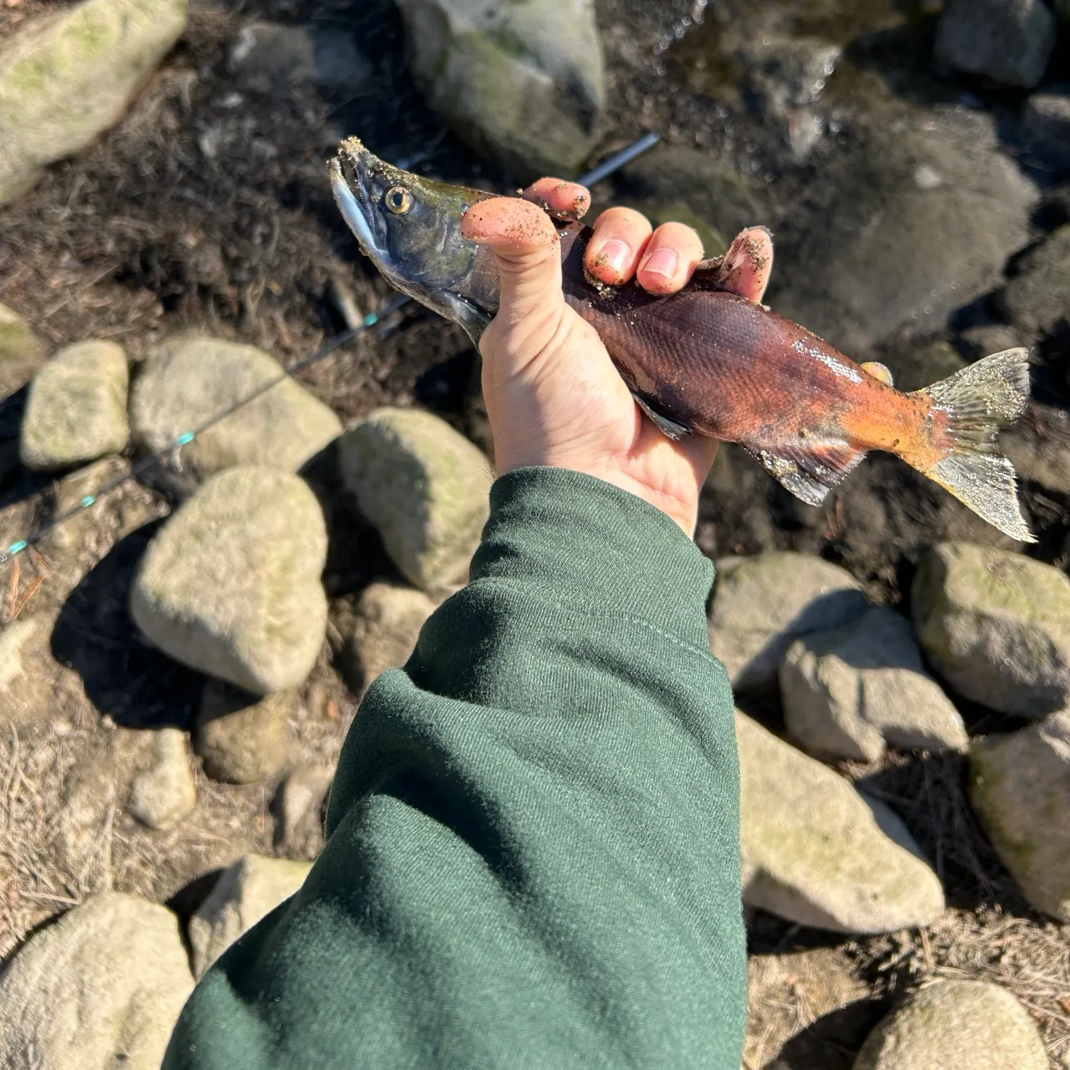 Kokanee salmon caught on Fishbrain