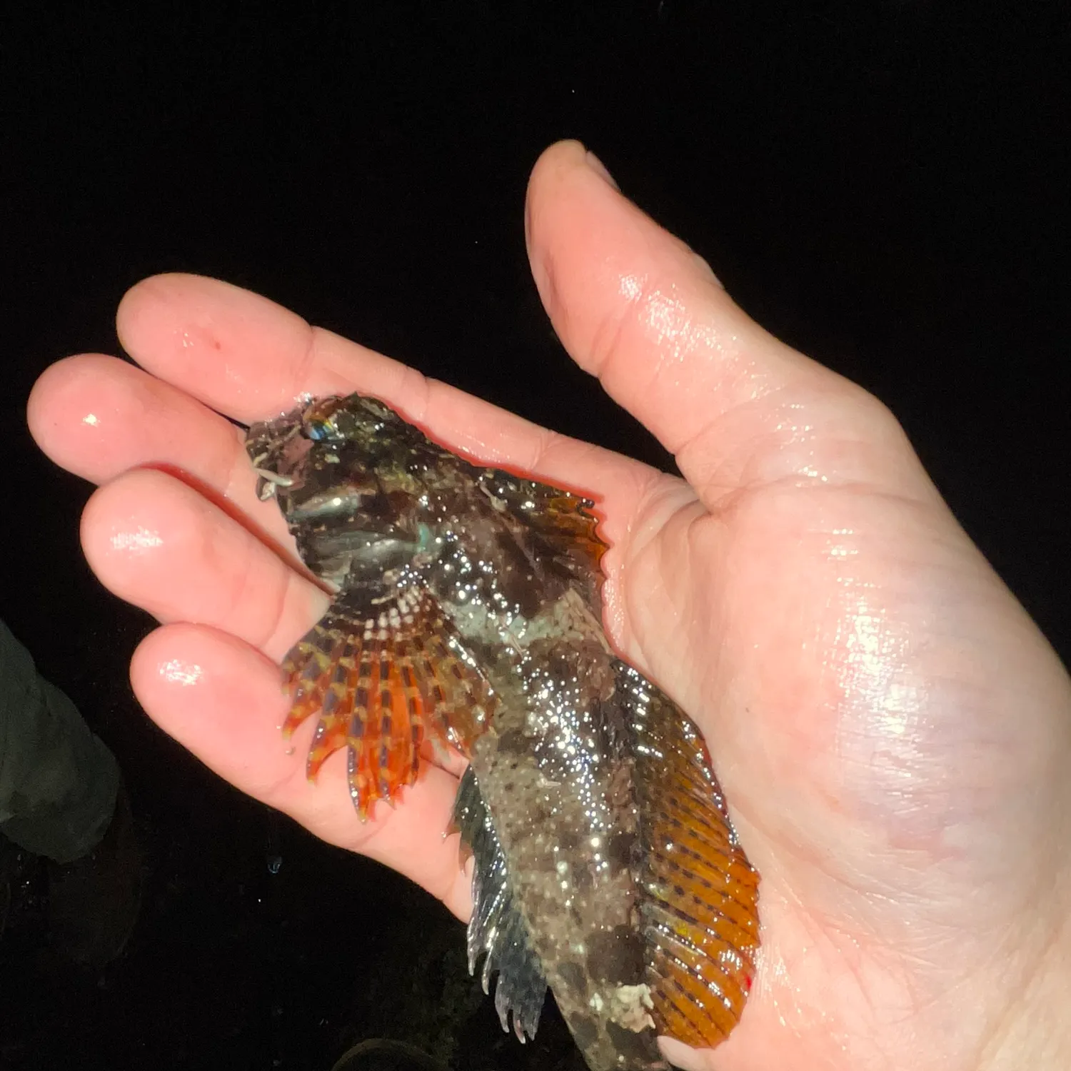 The most recent Woolly sculpin catches on Fishbrain