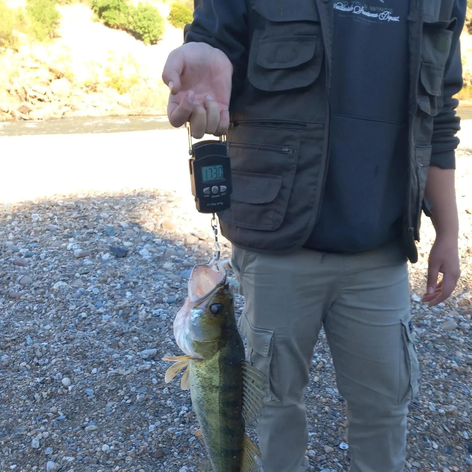 Zander caught on Fishbrain