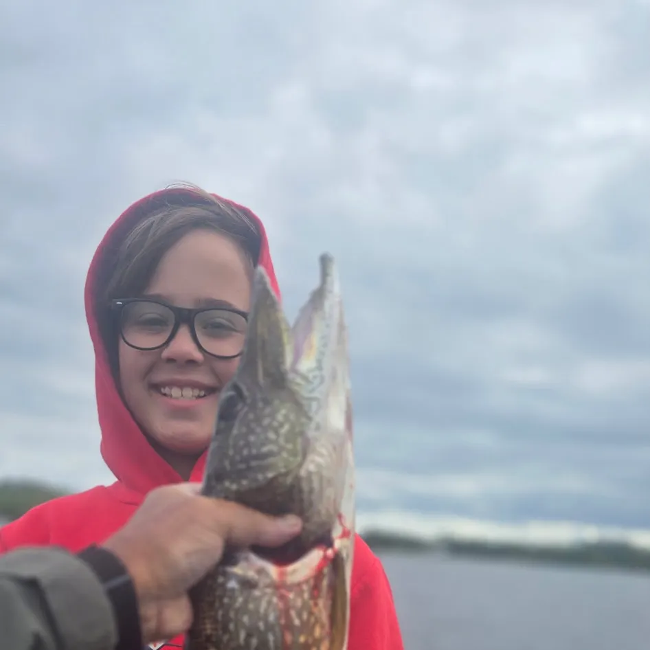 Northern pike caught on Fishbrain