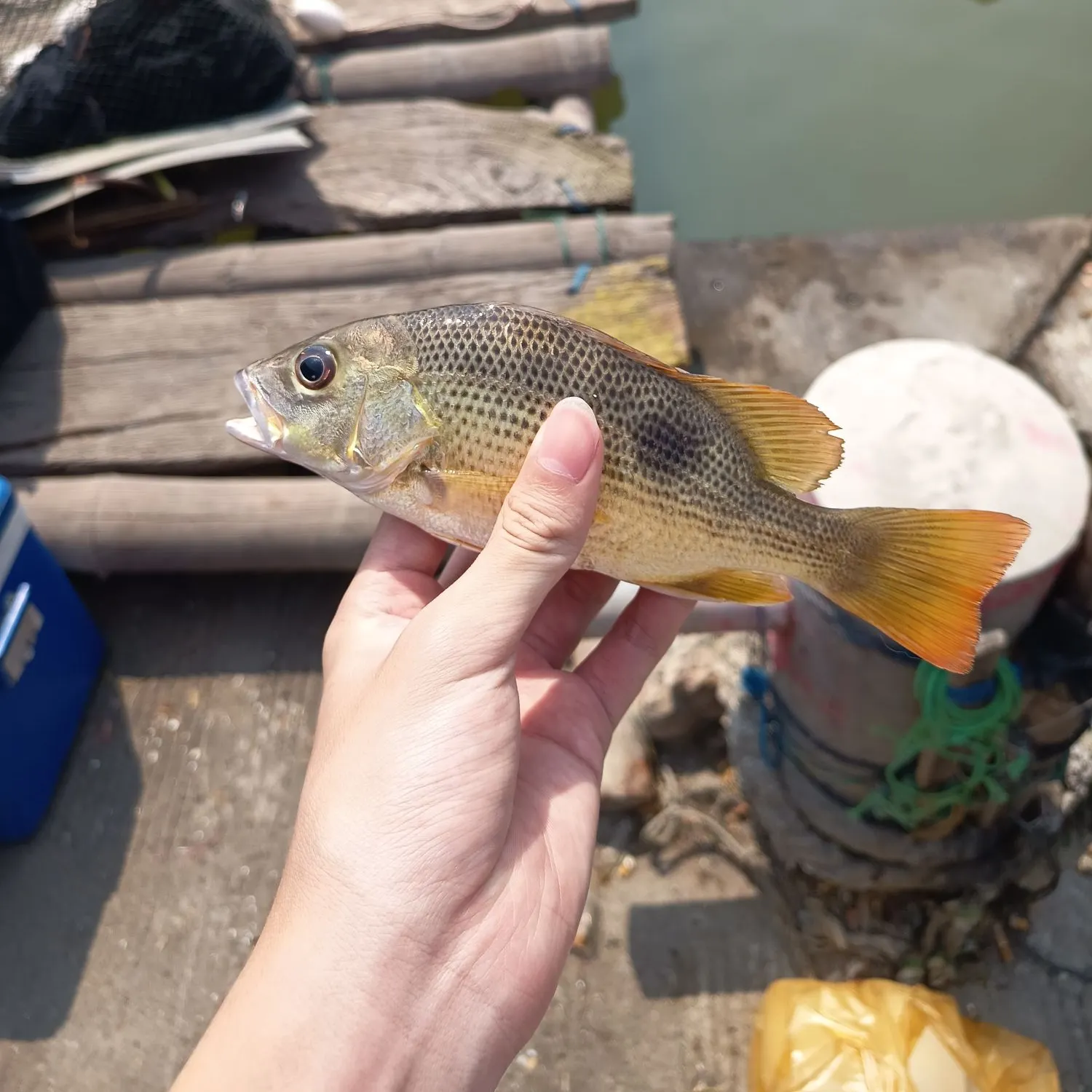 Moses perch caught on Fishbrain
