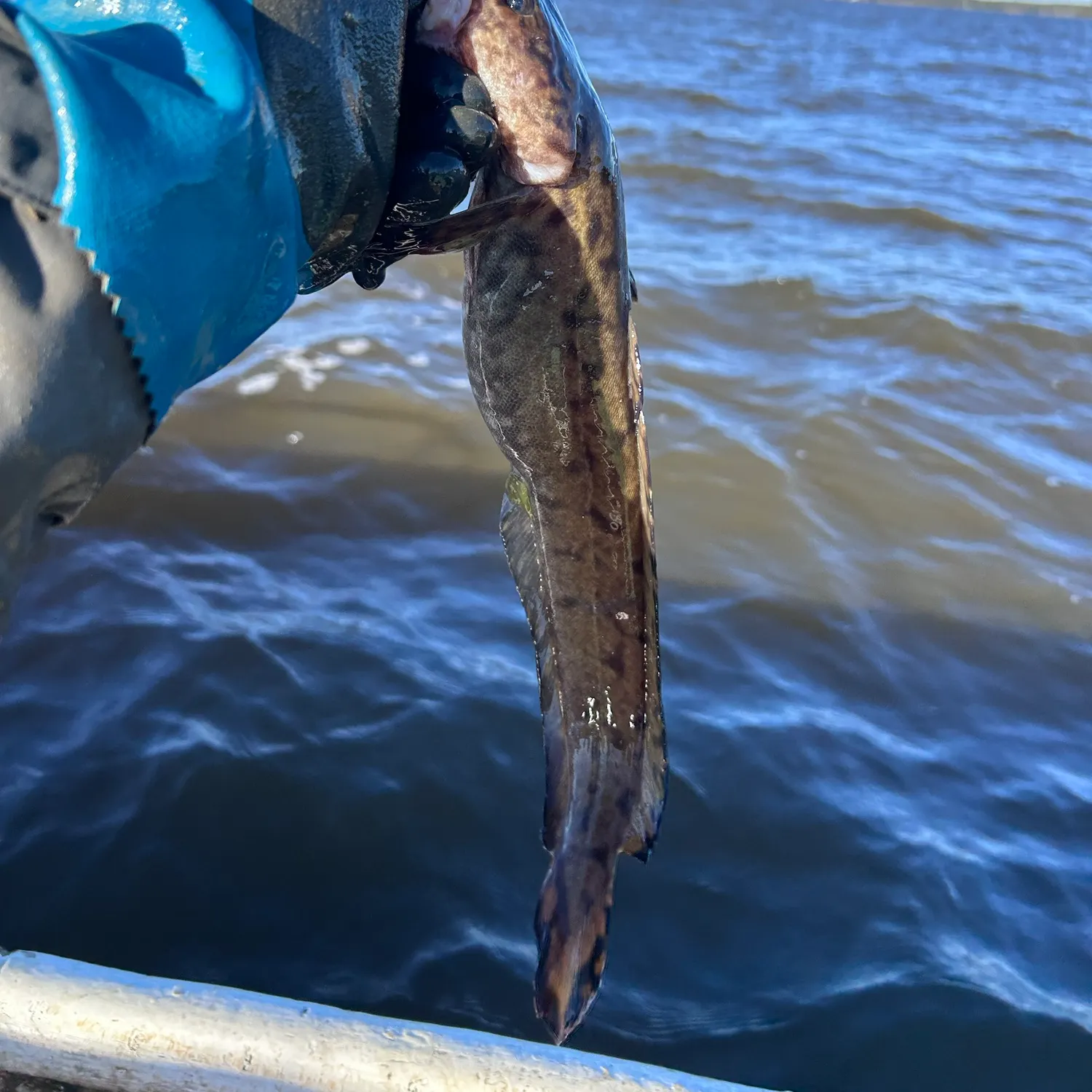 The most recent Burbot catches on Fishbrain