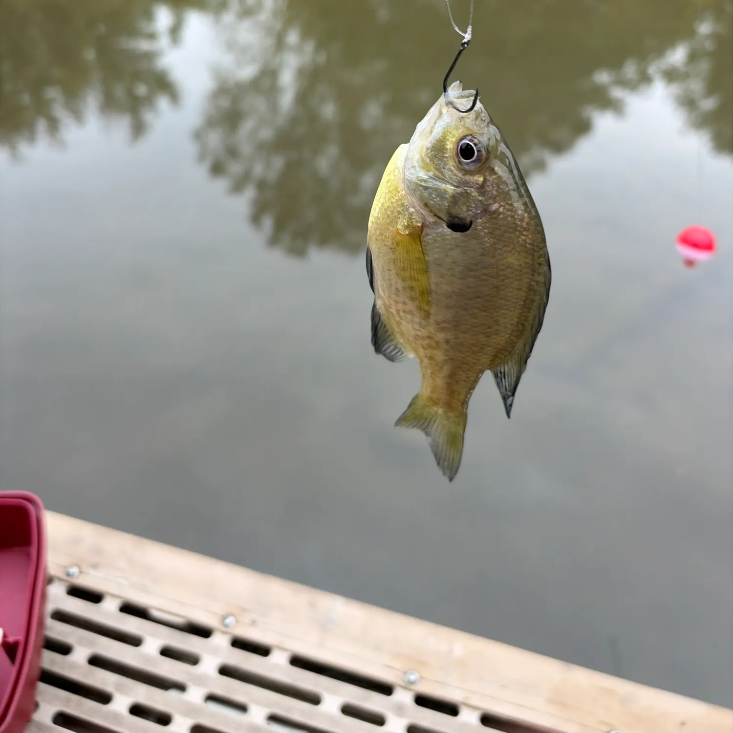 Bluegill caught on Fishbrain